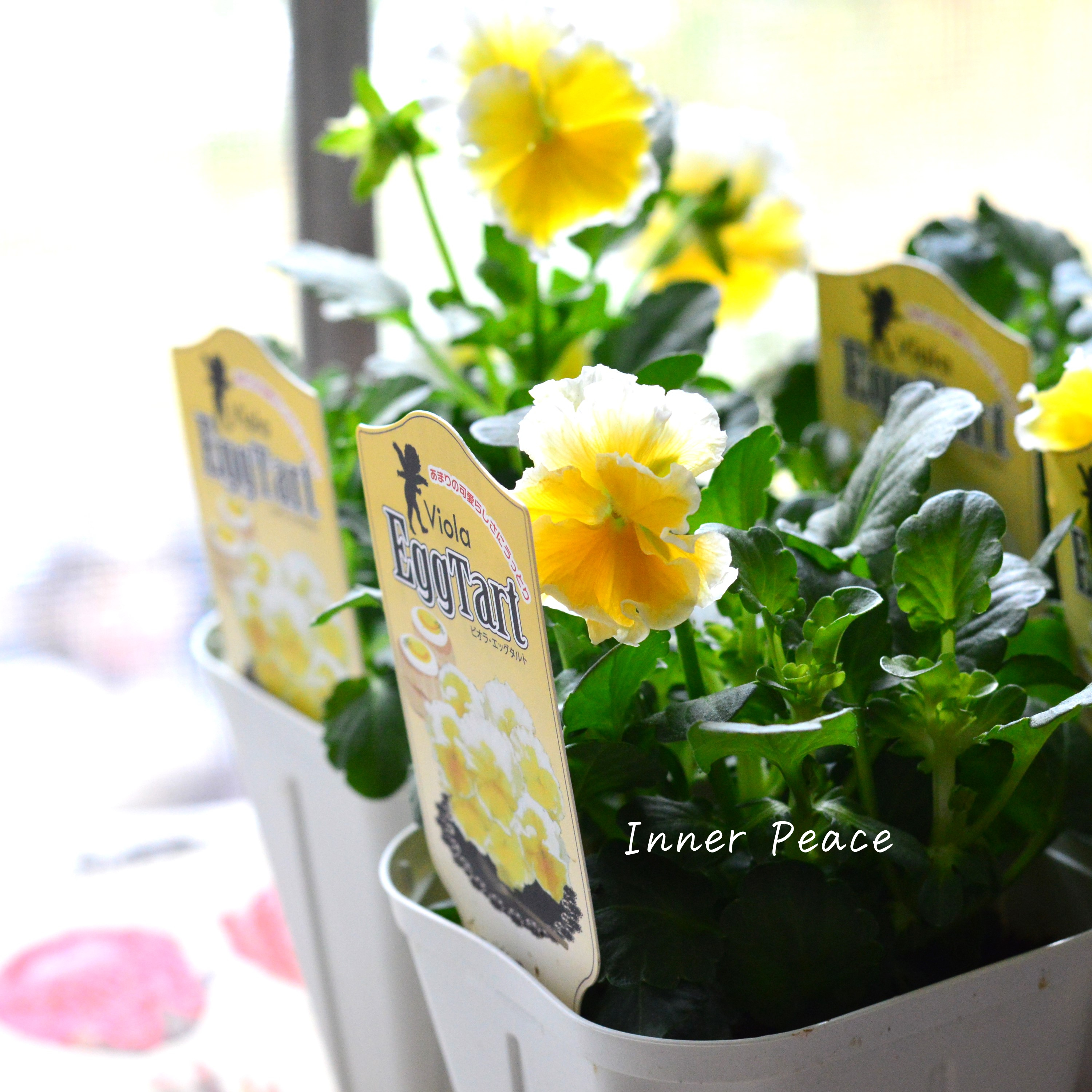 【サトウ園芸さん】 ビオラ 『エッグタルト』 3.5寸POT