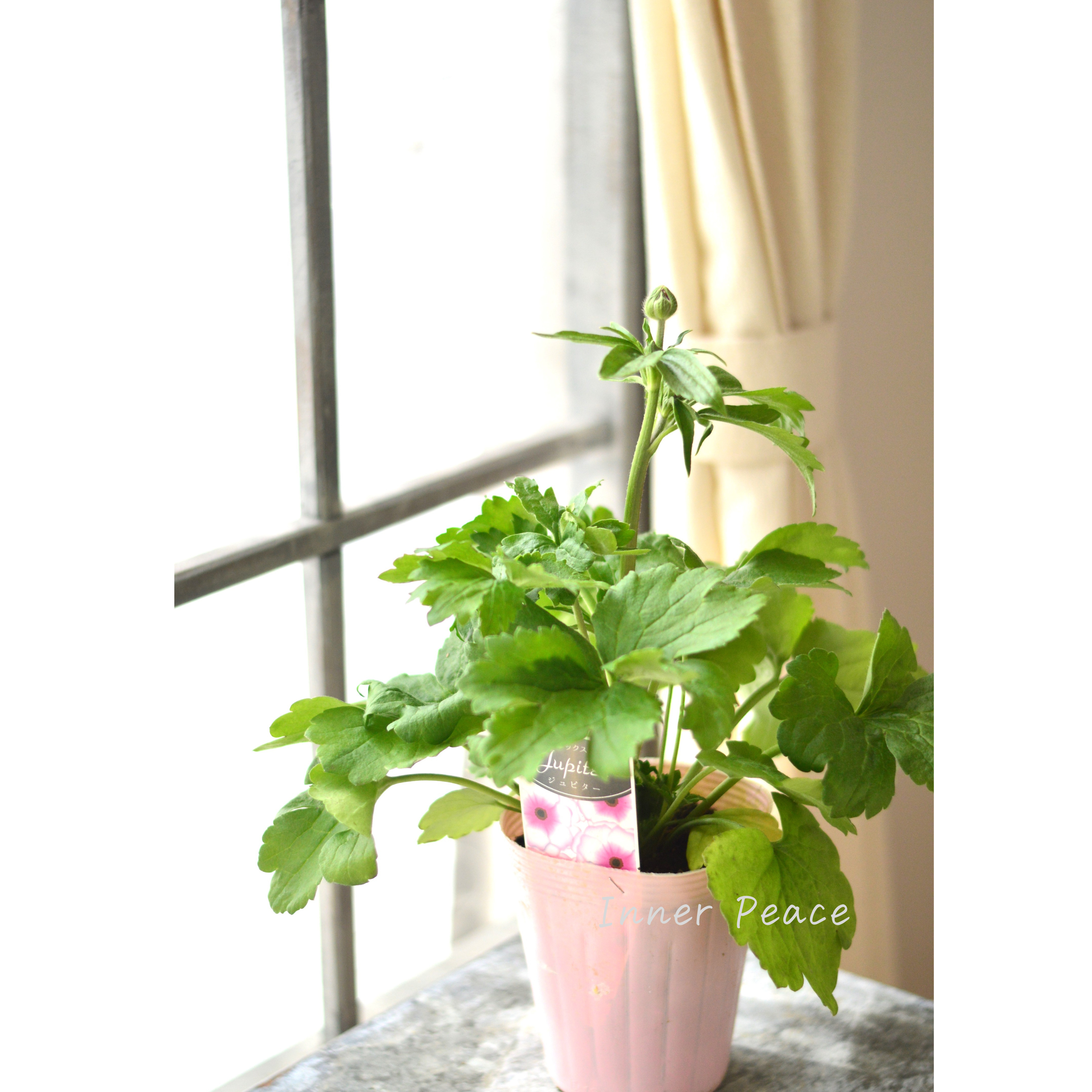 【美しい】 ラナンキュラス・ラックス 『ジュピター』 4寸POT