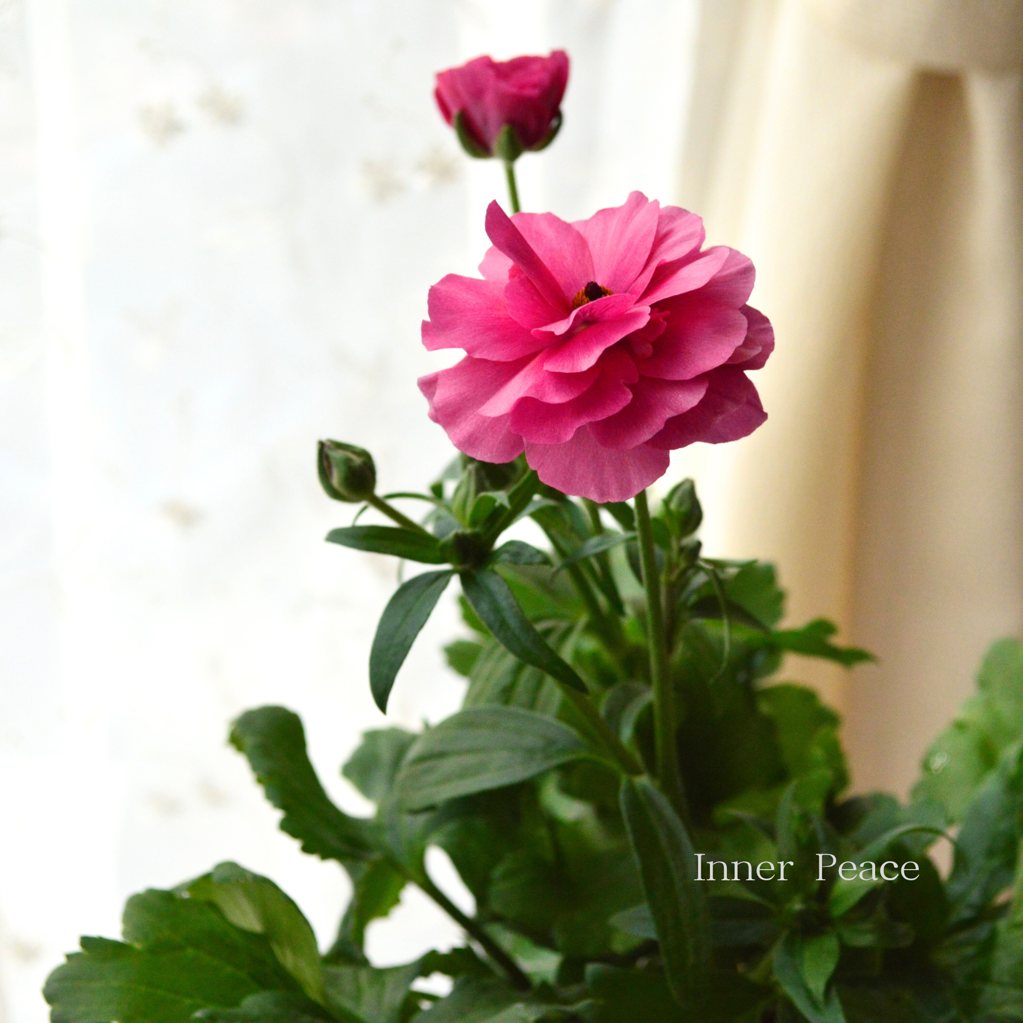 【美しい】 ラナンキュラス・ラックス 『ジュピター』 4寸POT