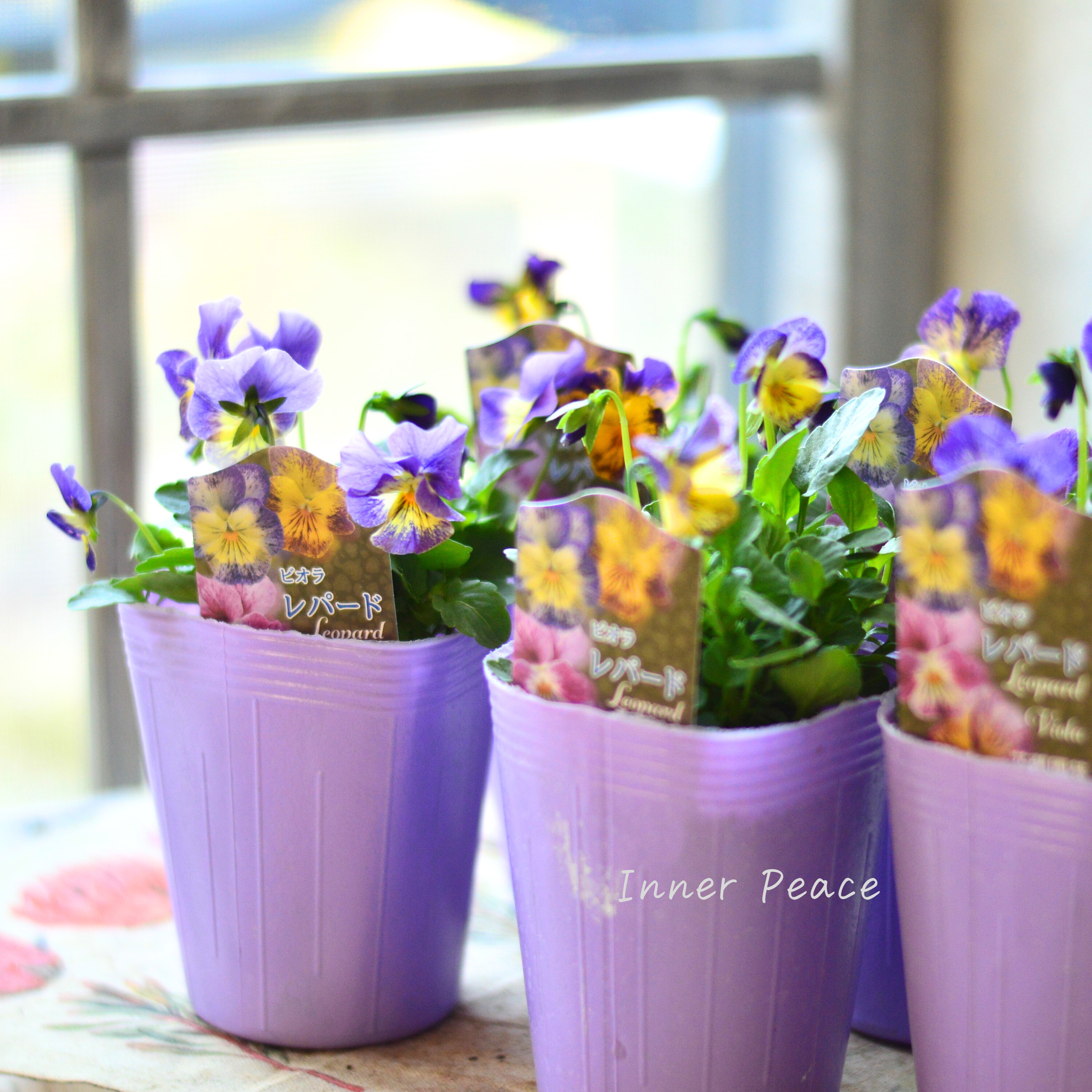 【花夢園芸さん】 ビオラ 『レパード・Cタイプ』 3寸ロングPOT