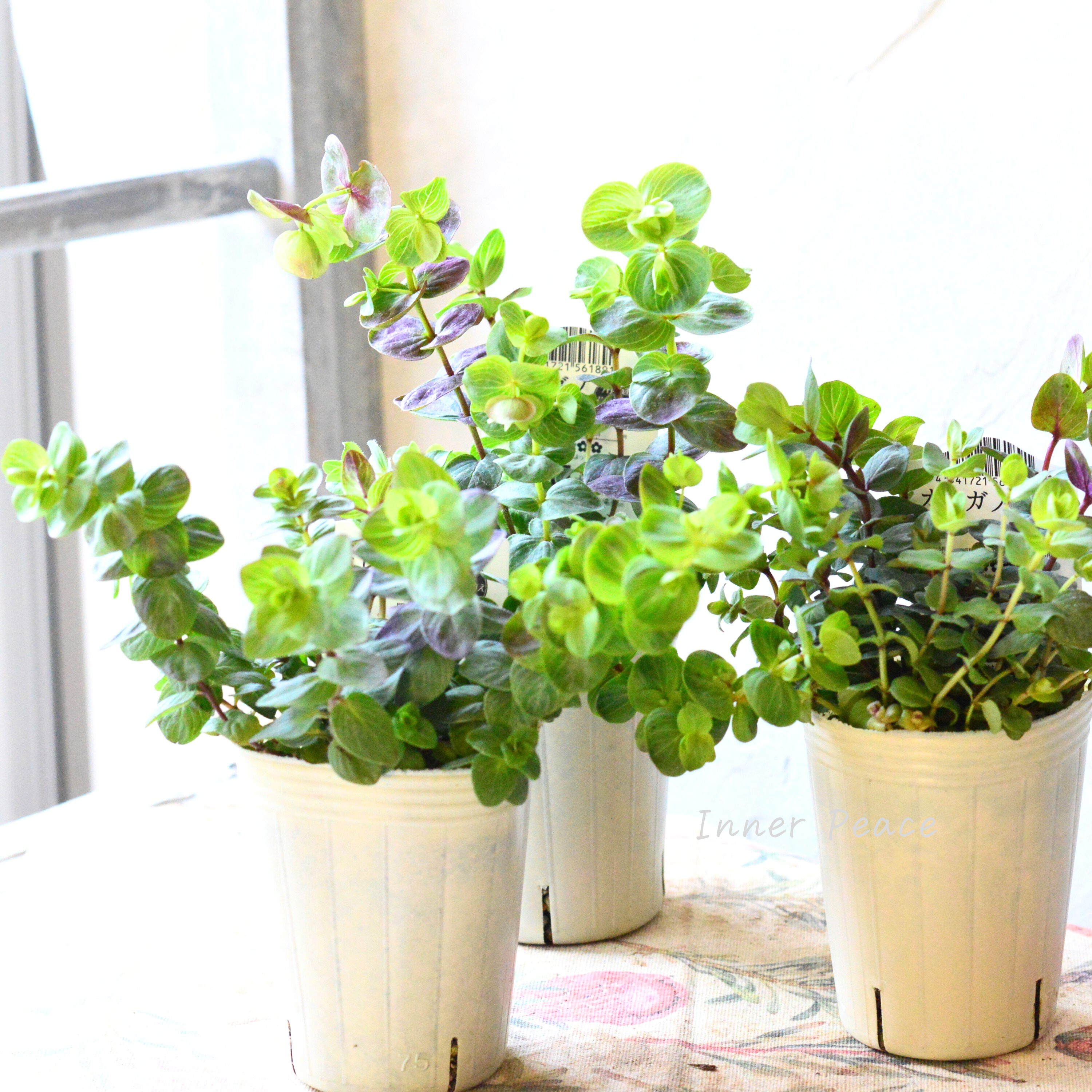 【人気】 オレガノ 『ミルフィーユリーフ』  2.5寸POT