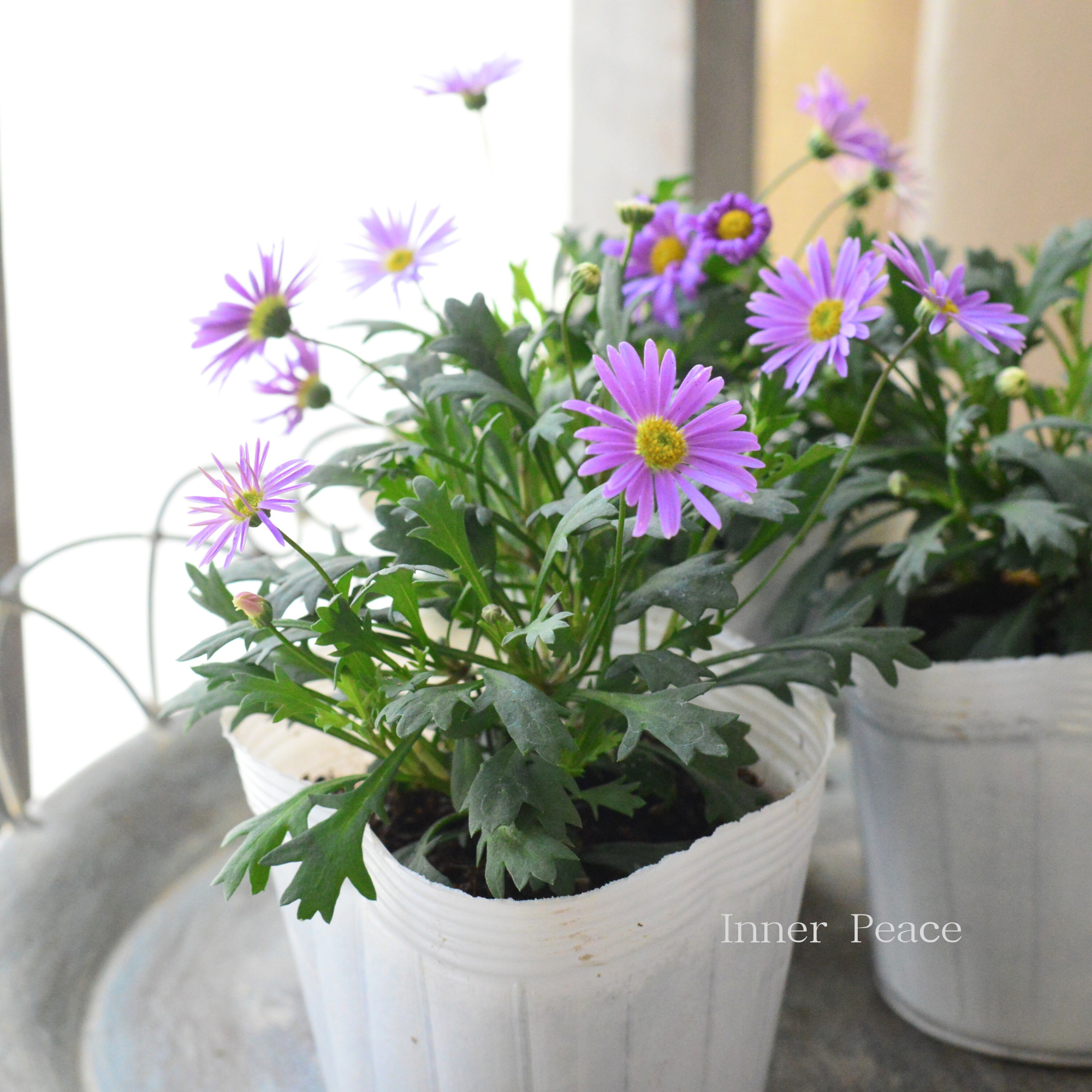 【かわいい】 ブラキカム 『フレスコ・パープル』 3~3.5寸POT