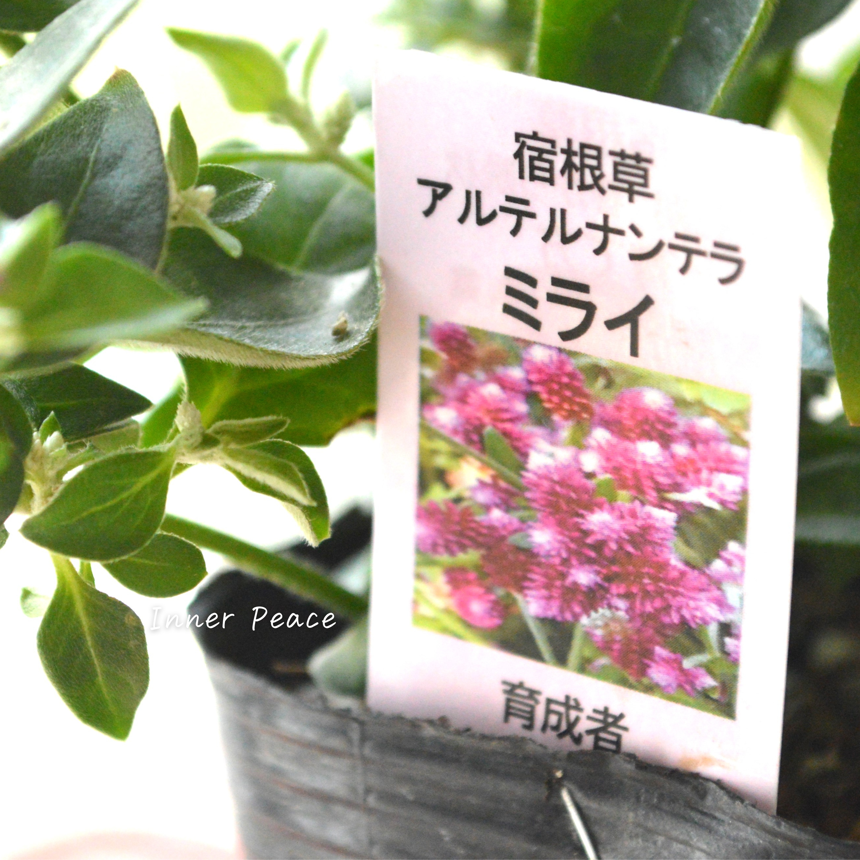 【かわいい】 アルテルナンテラ 『ミライ』 3寸POT