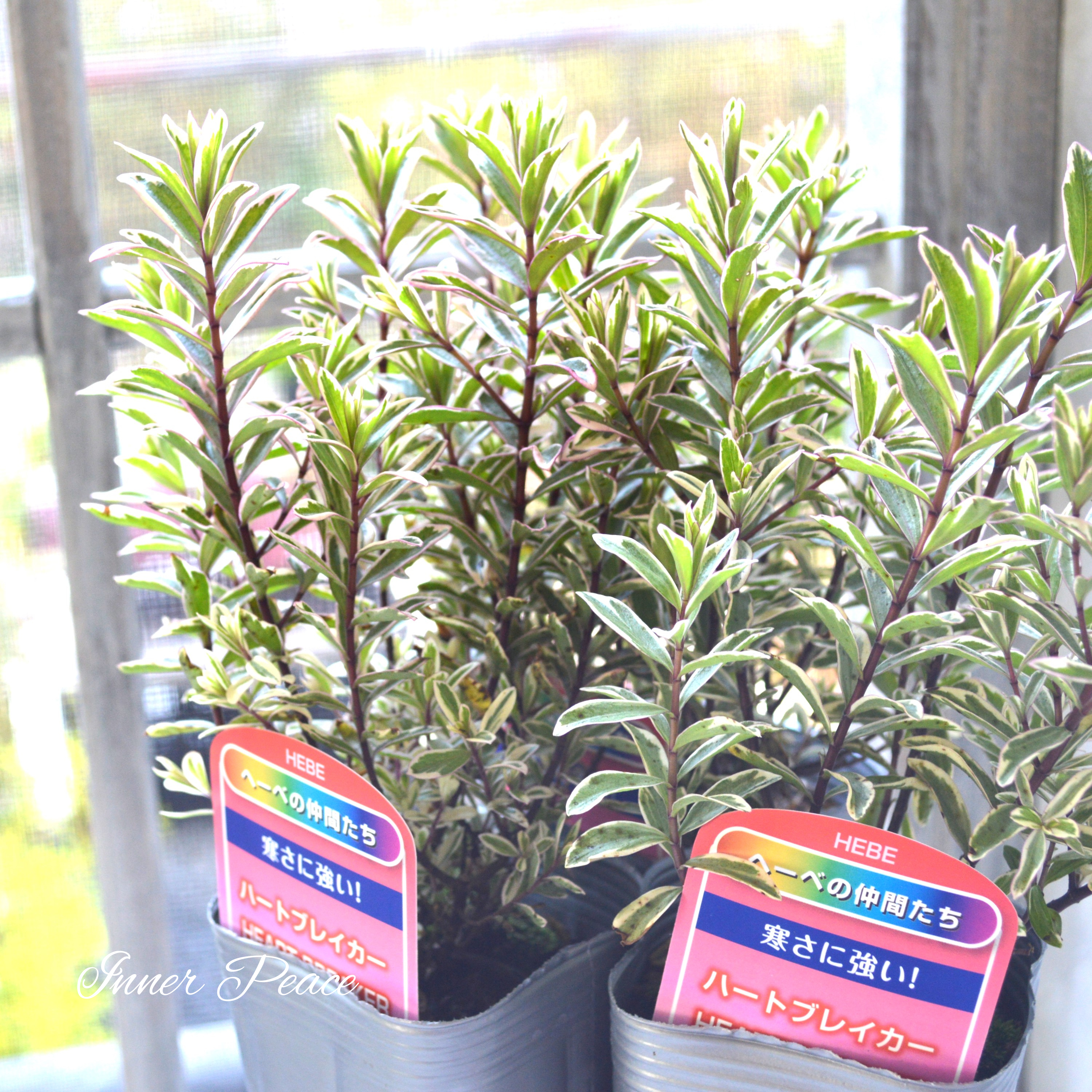 【寄せ植えに】 ヘーベ ハートブレイカー 3寸ロングPOT