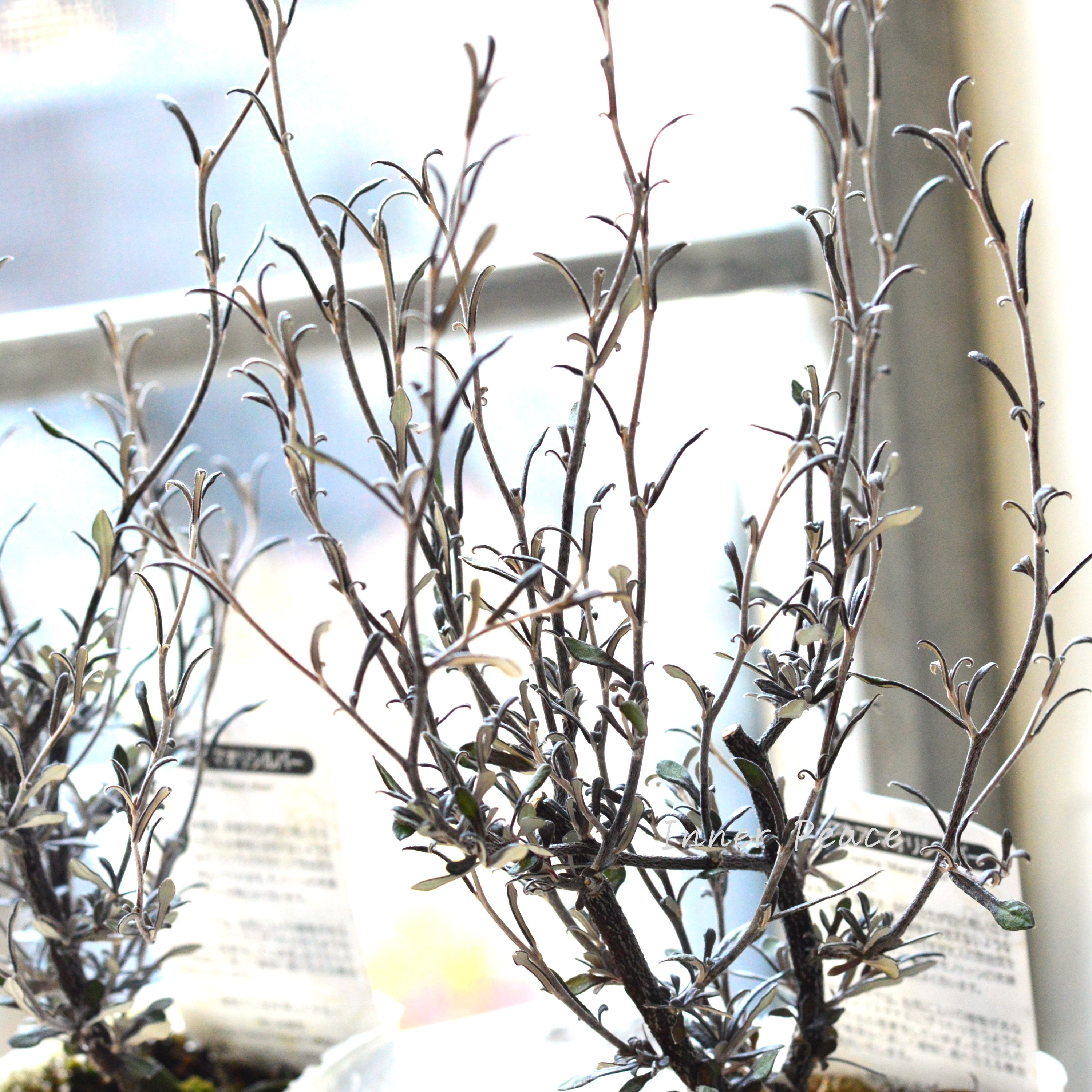 【オシャレ】 コロキア 『マオリシルバー』 3寸POT