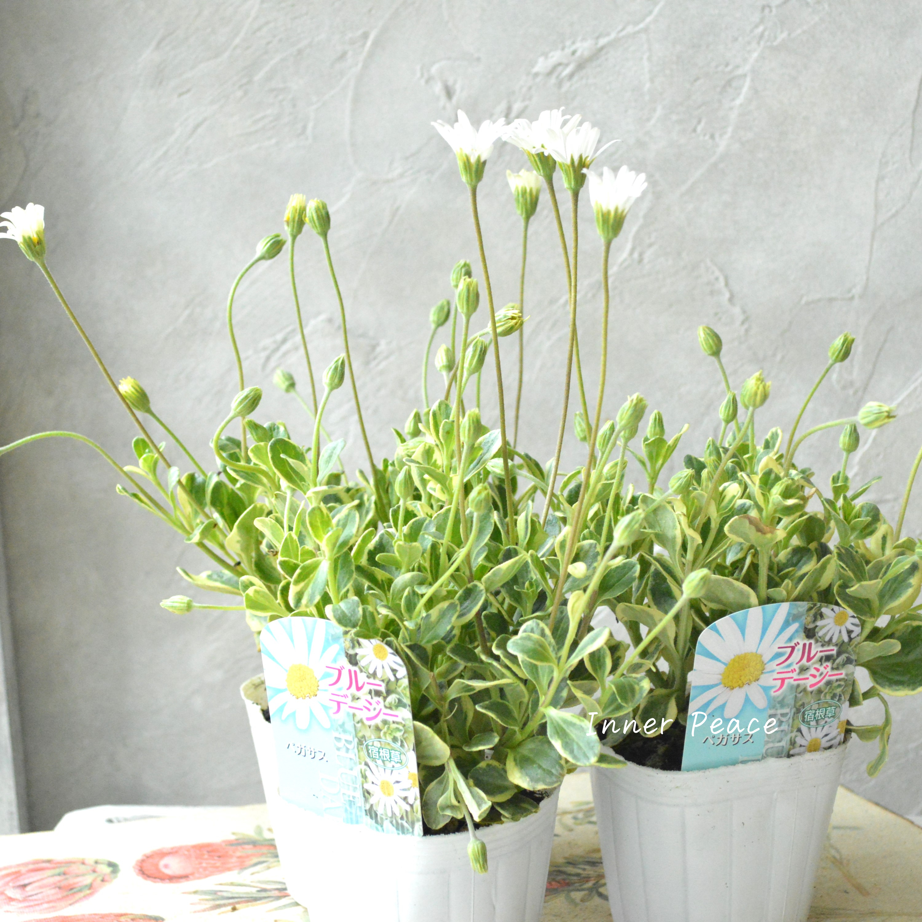 【斑入り】 ブルーデージー 『ペガサス』 3号POT