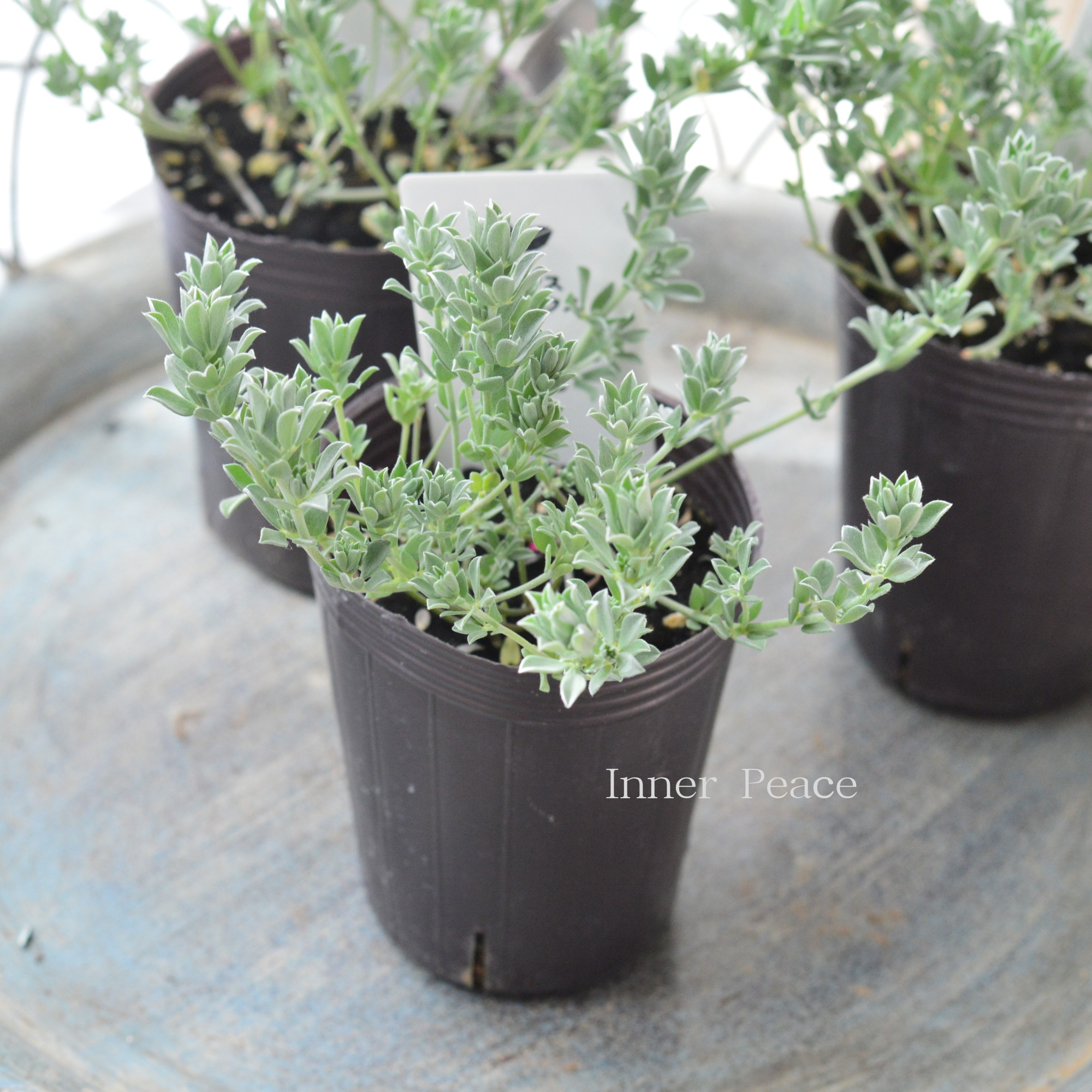 【寄せ植えに】 ロータス 『クレティクス』 2.5~3寸POT