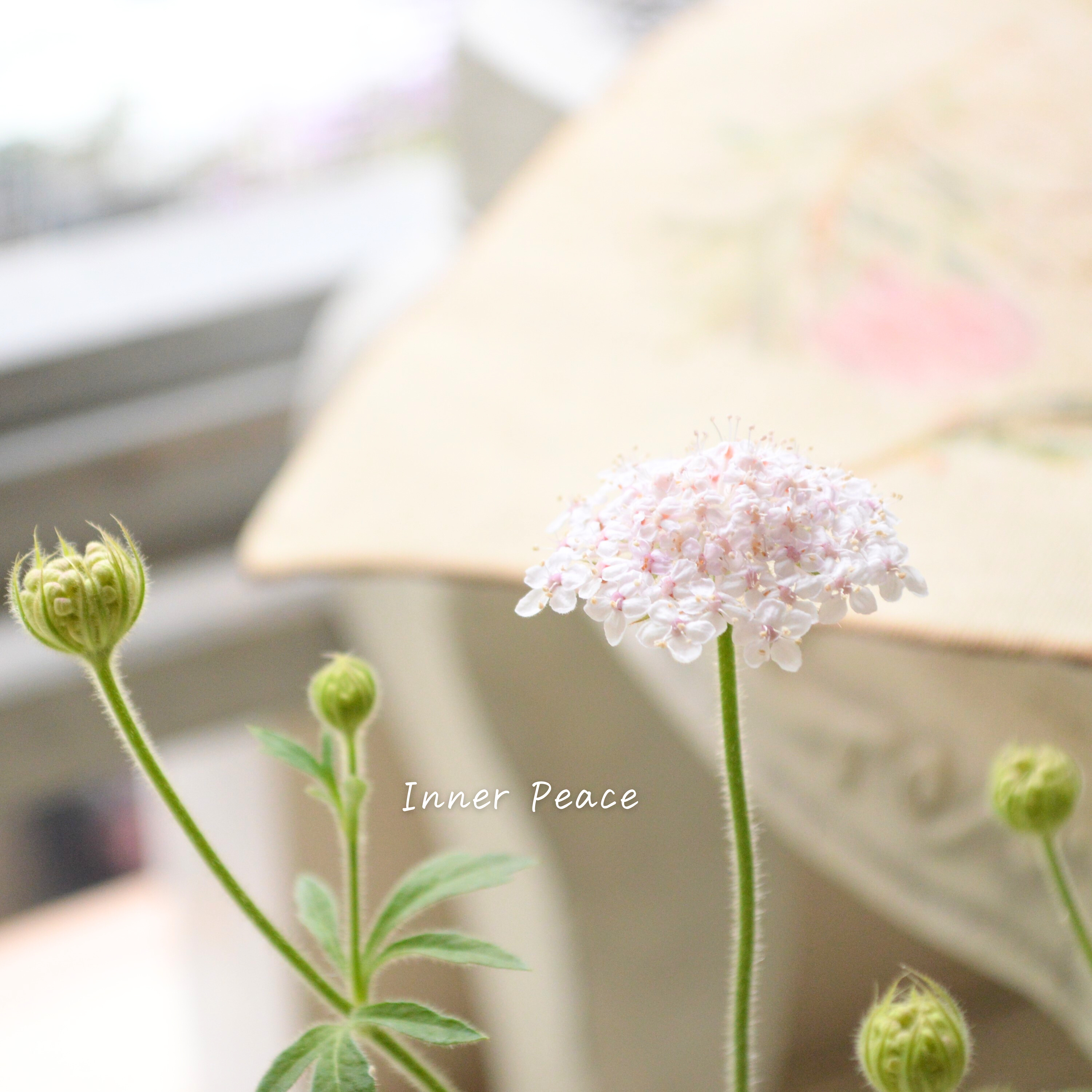 【美しい】 ピンクレースフラワー 3寸POT