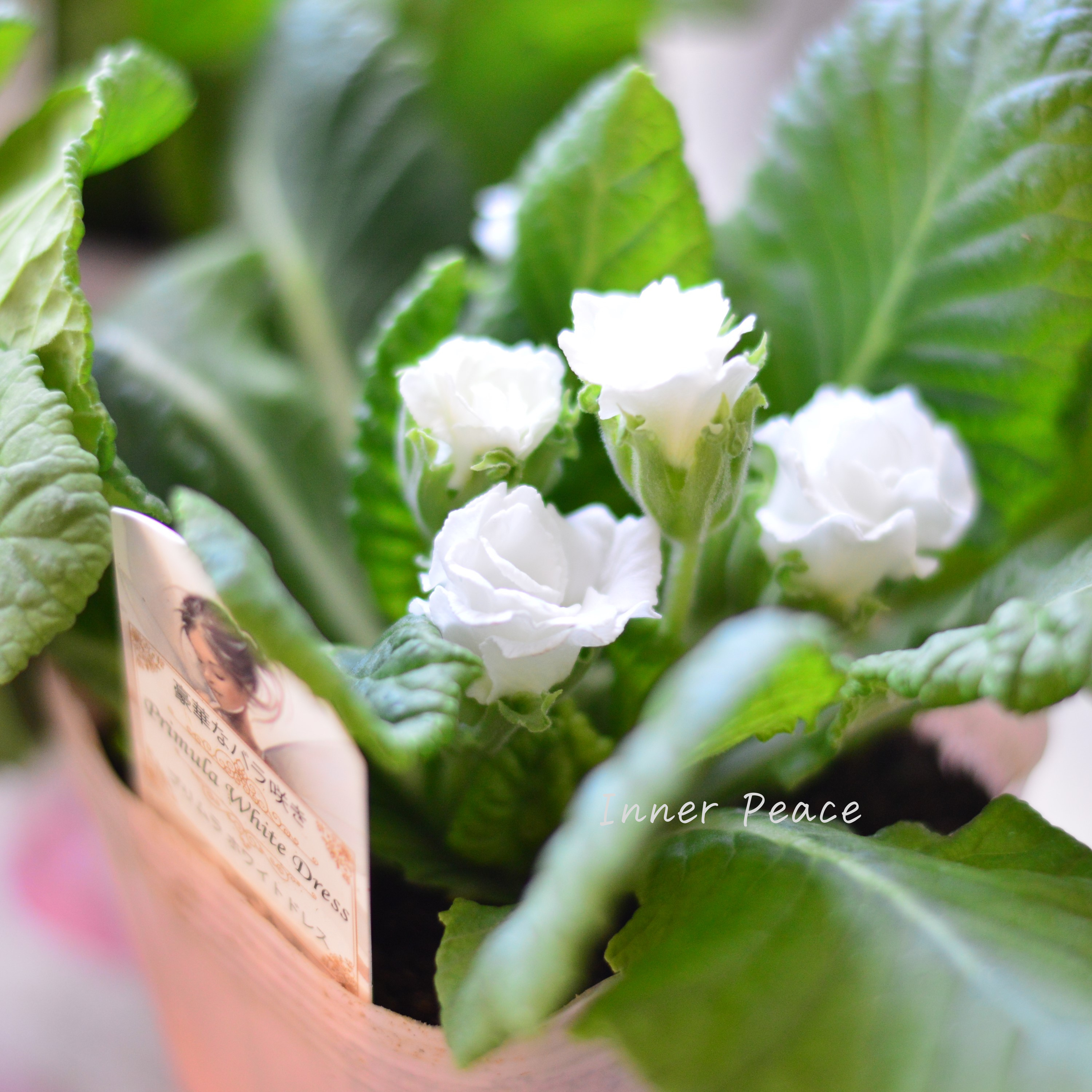 【美しい】 プリムラ・ジュリアン 『ホワイトドレス』 3.5寸POT