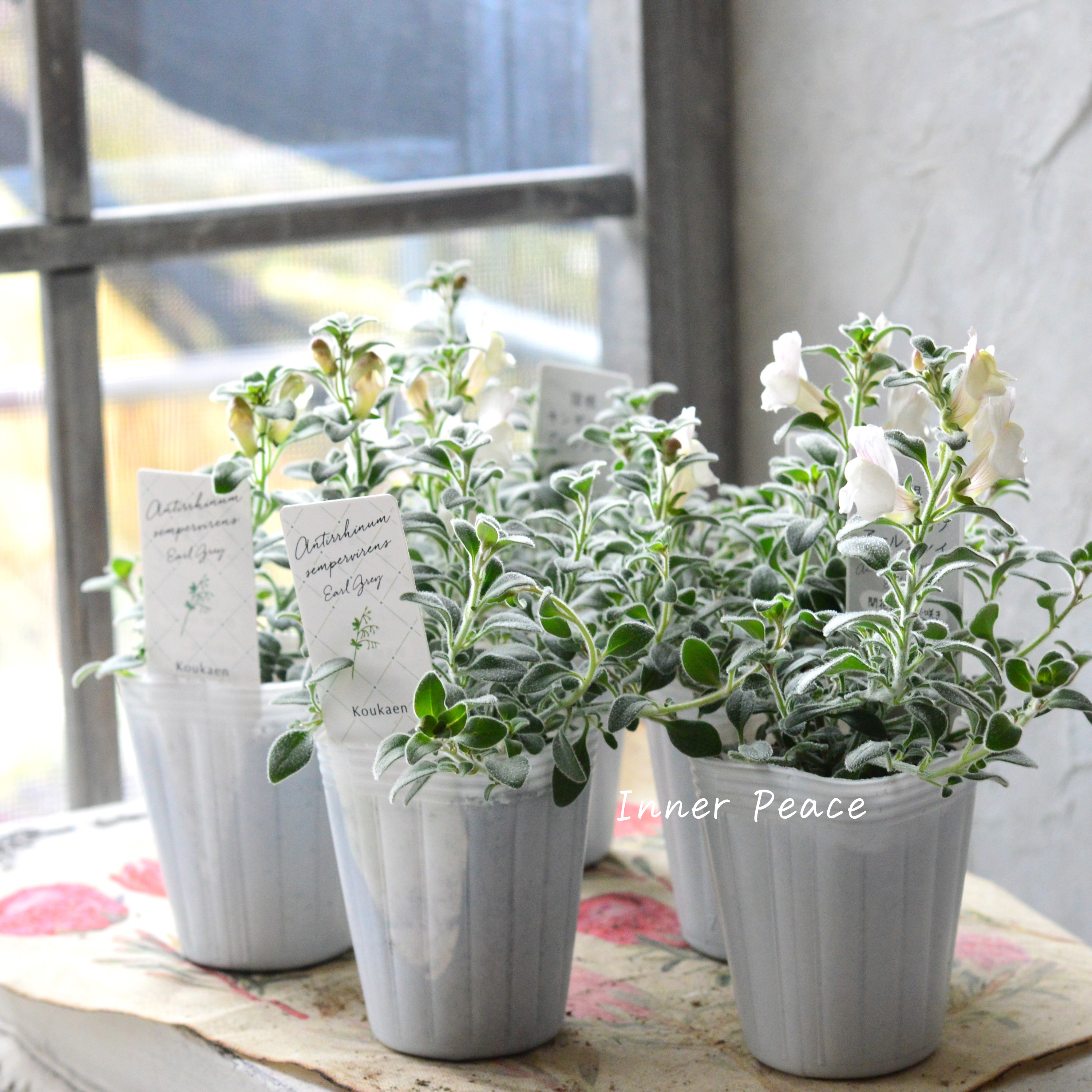 【シルバーリーフ】 キンギョソウ 『アールグレイ』 2.5寸POT