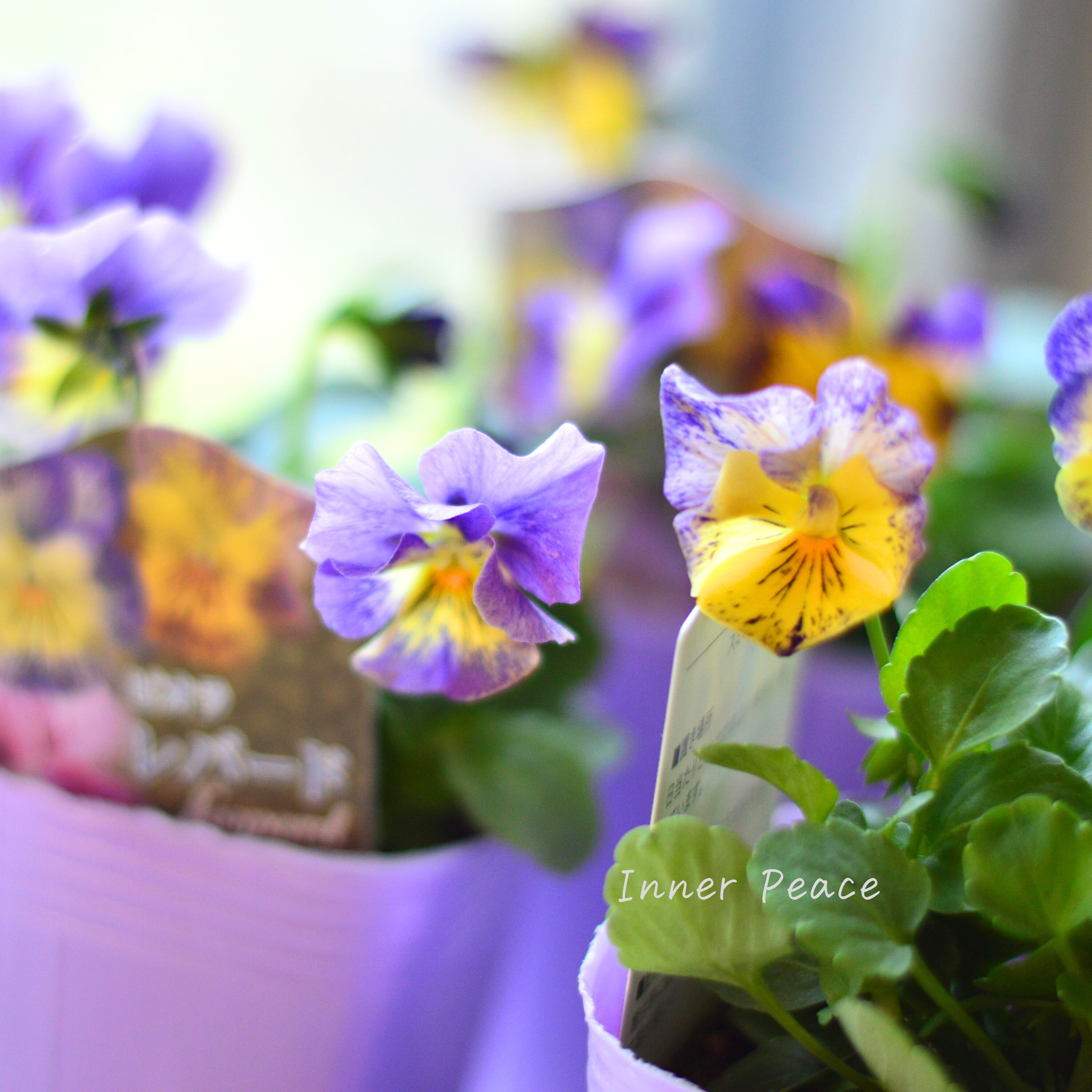 【花夢園芸さん】 ビオラ 『レパード・Cタイプ』 3寸ロングPOT