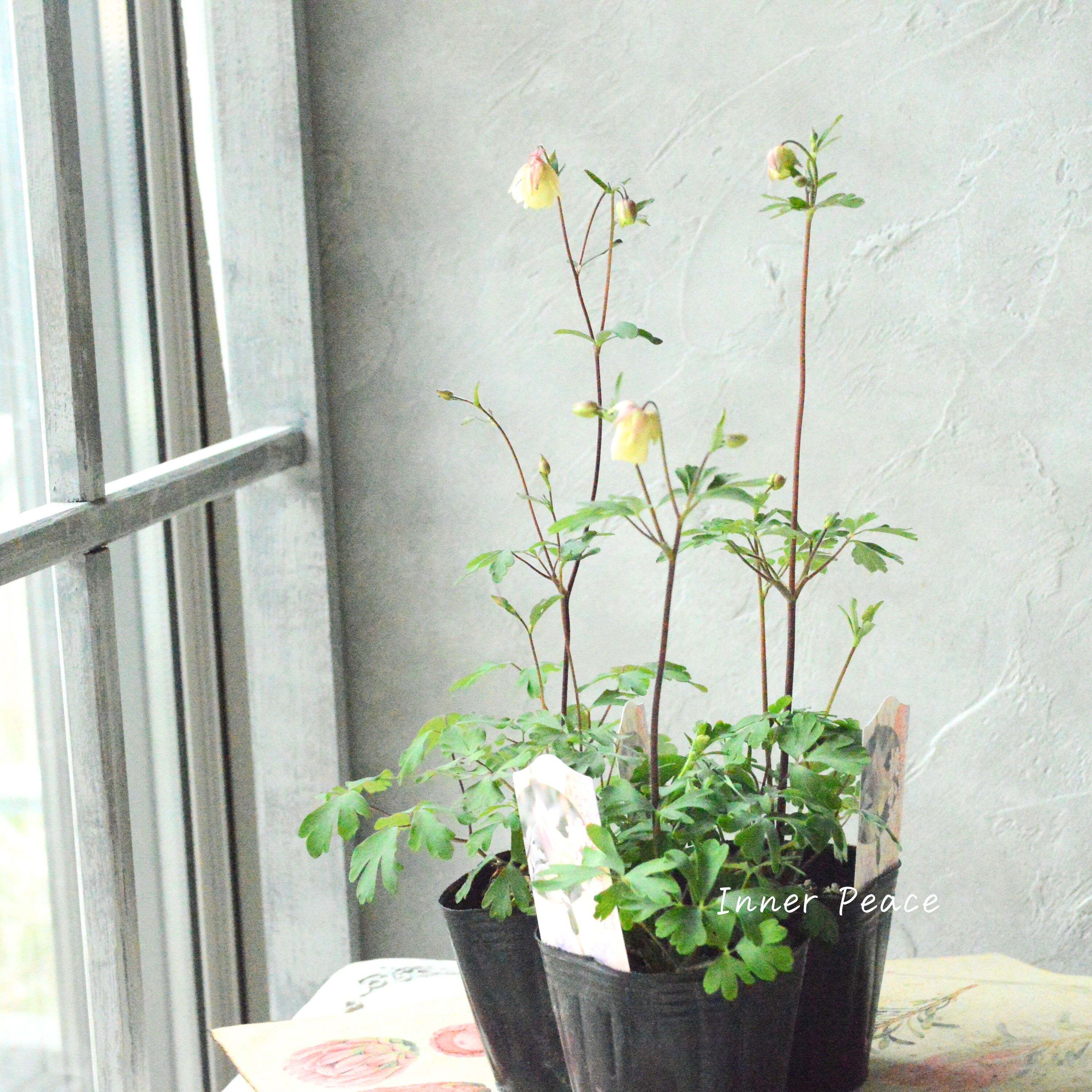 【八重咲き】 風鈴オダマキ 『桃かさね』 3寸POT