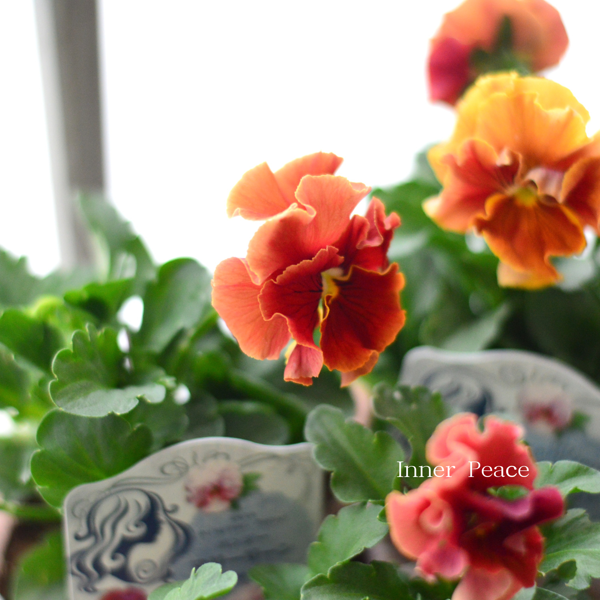 【うえたさん育種】 パンジー 『マリーリーン・A』 3.5寸POT