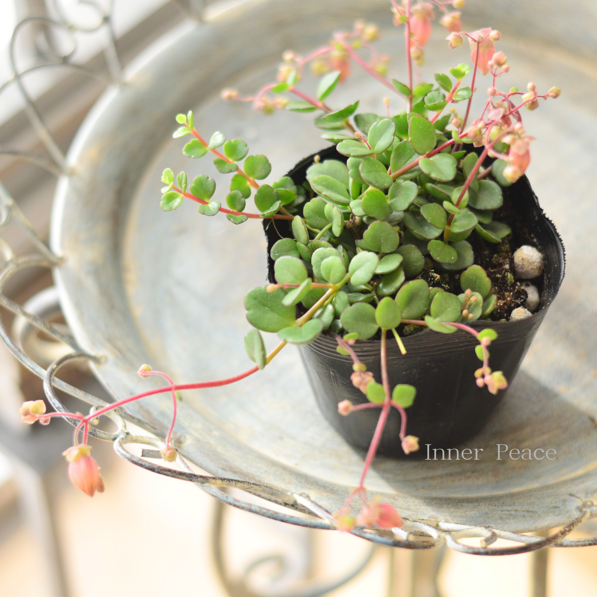 【かわいい】 カランコエ 『フィフィ』 3.5寸POT