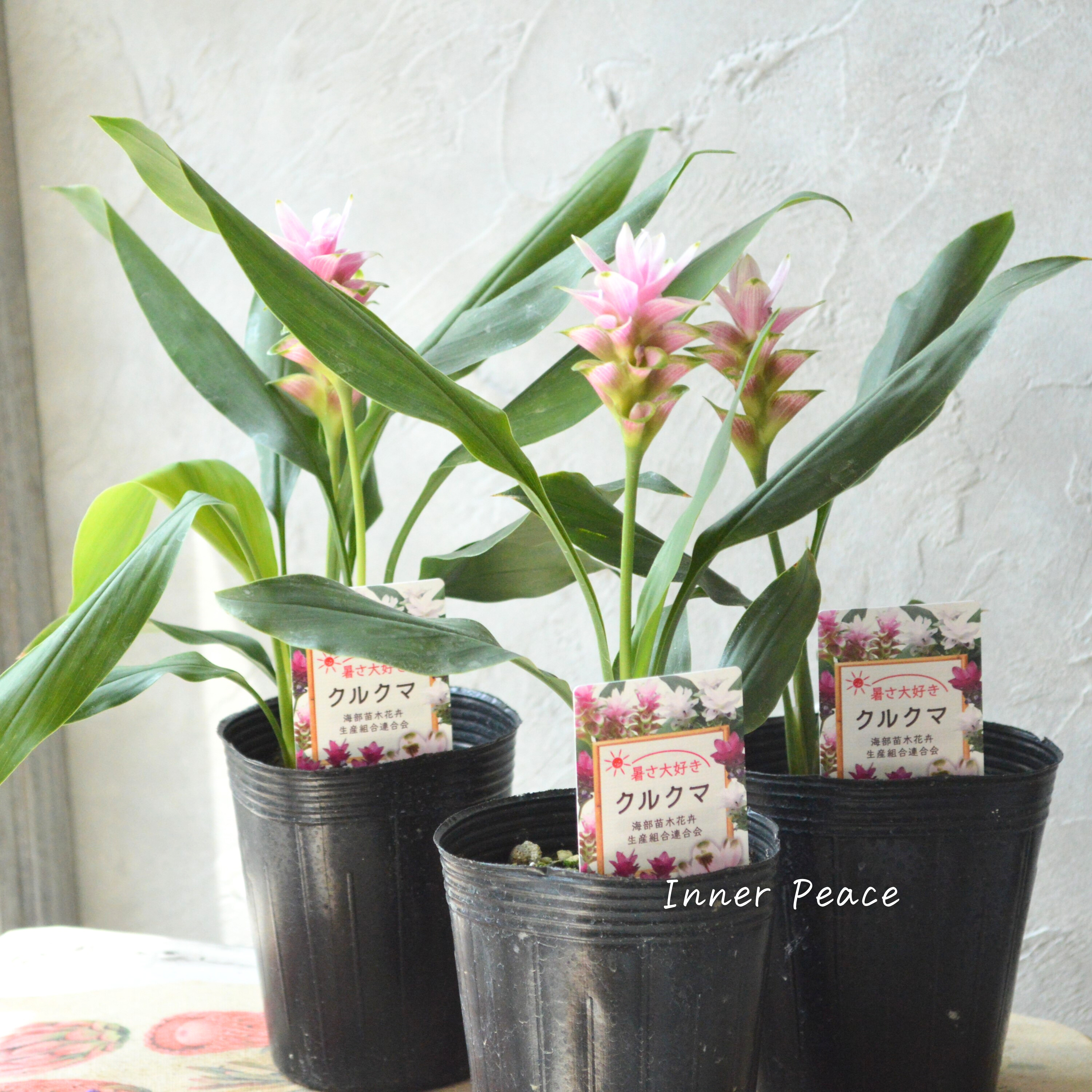 【暑さに強い】 クルクマ 『ツイスター』 3寸ロングPOT