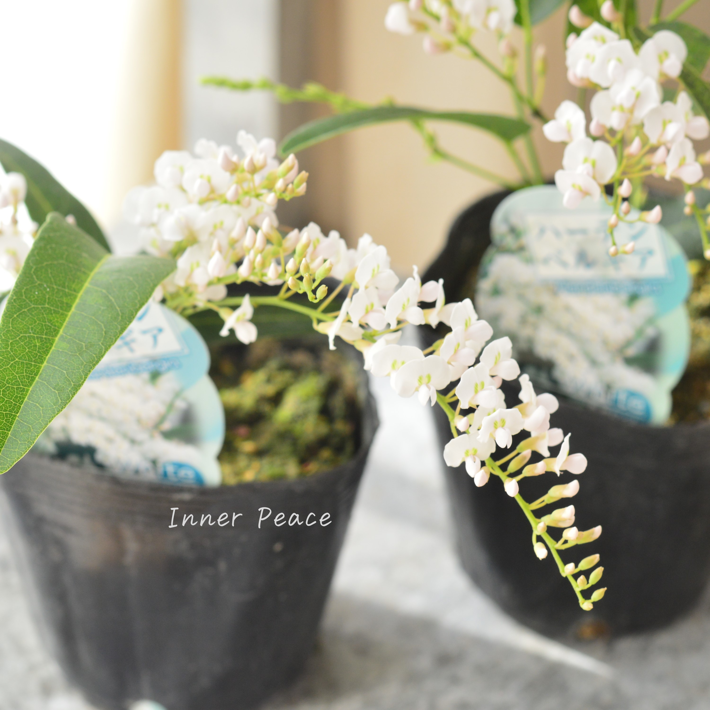 【美しい】 ハーデンベルギア 『ホワイト』 3.5寸POT