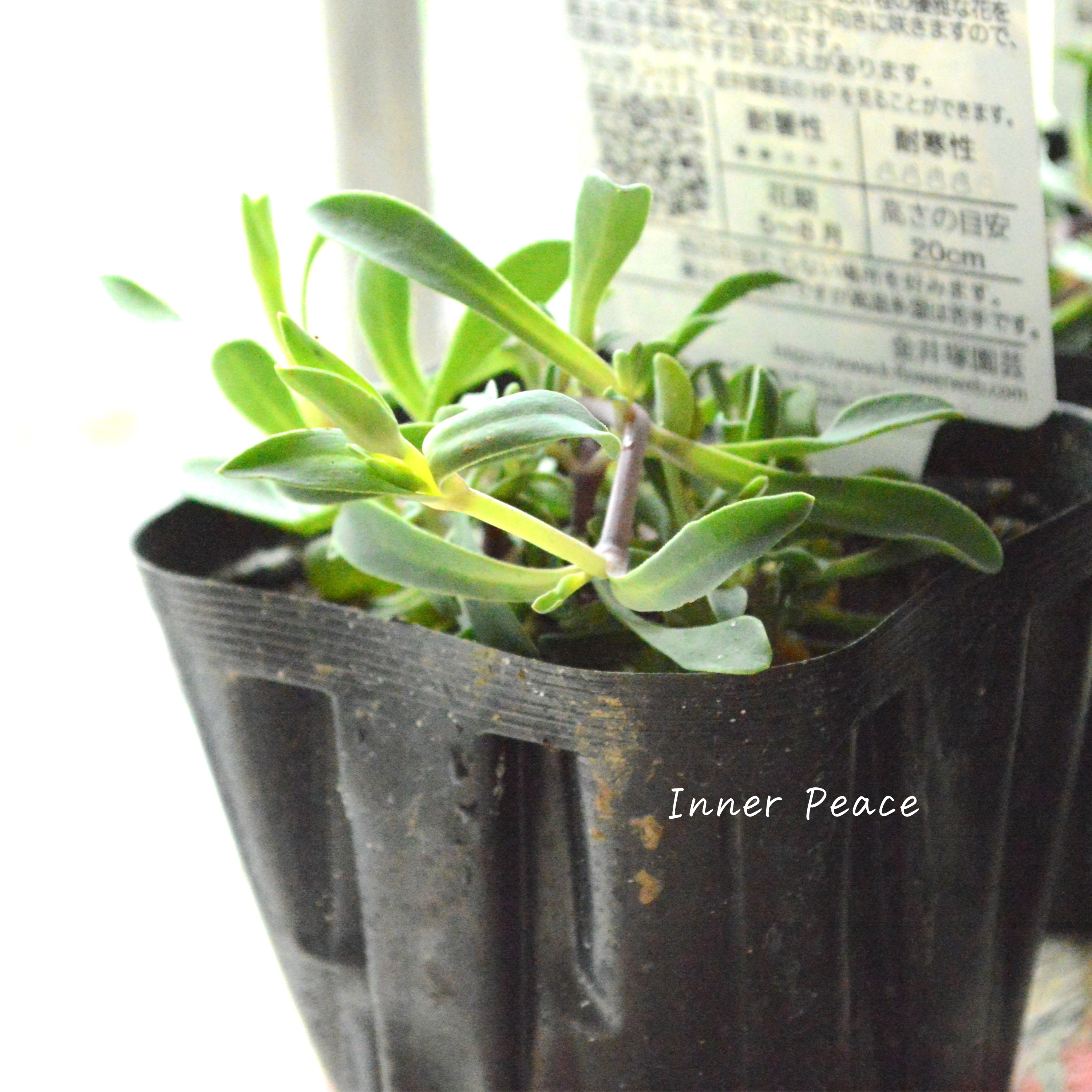 【八重咲き】 シレネ 『スワンレイク』 3寸POT