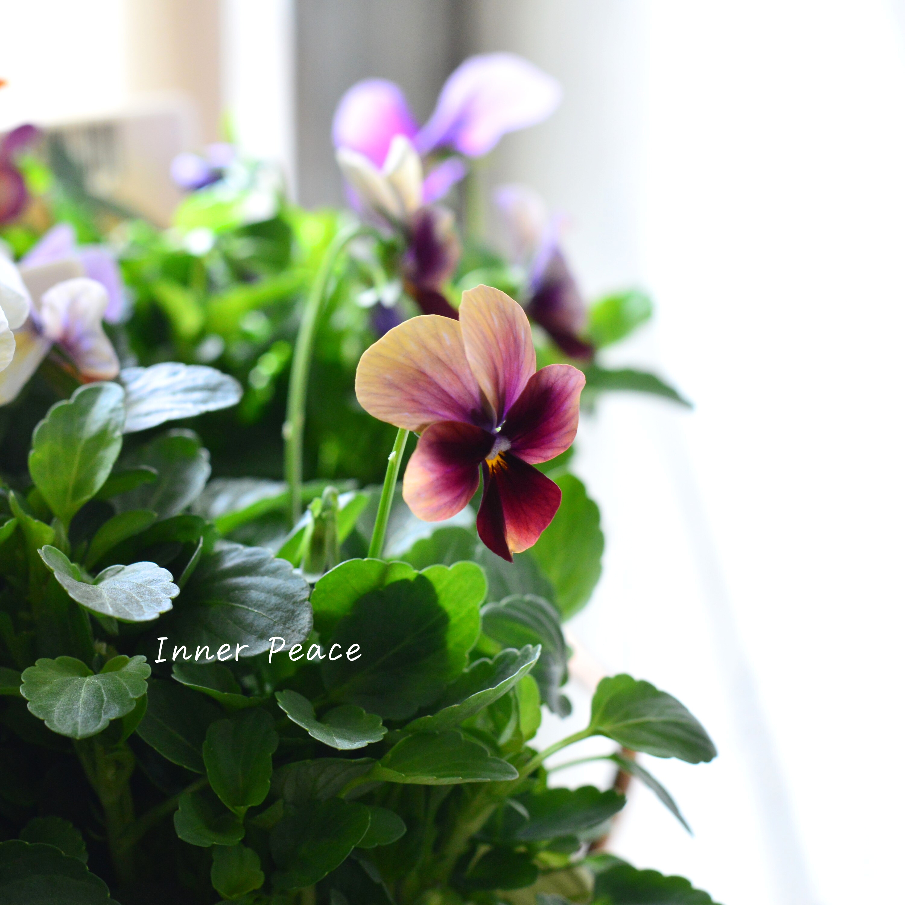 【ゲブラさん】 ビオラ 『アマゾネス』 3.5寸POT