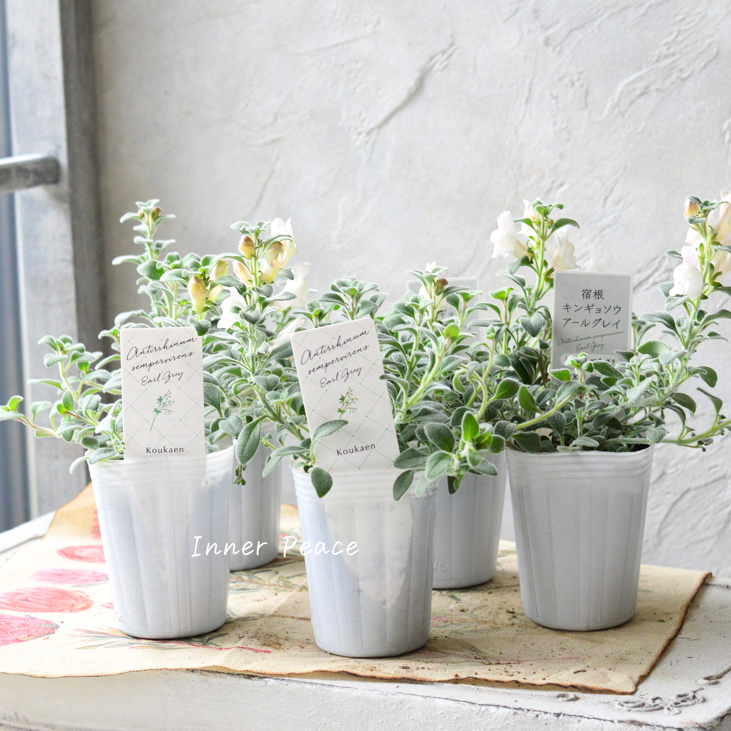 【シルバーリーフ】 キンギョソウ 『アールグレイ』 2.5寸POT