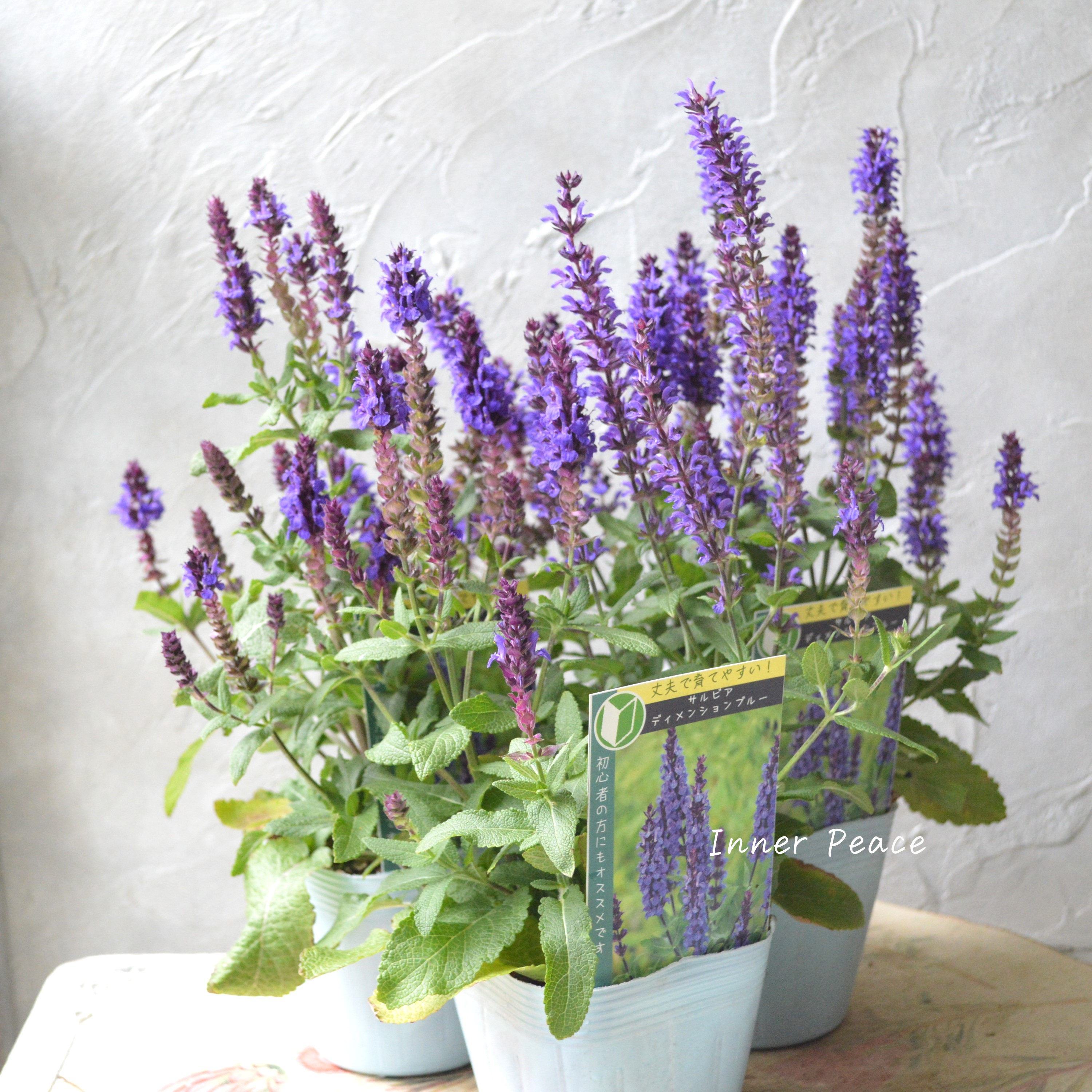 【宿根】 サルビア 『ディメンションブルー』 3.5寸POT