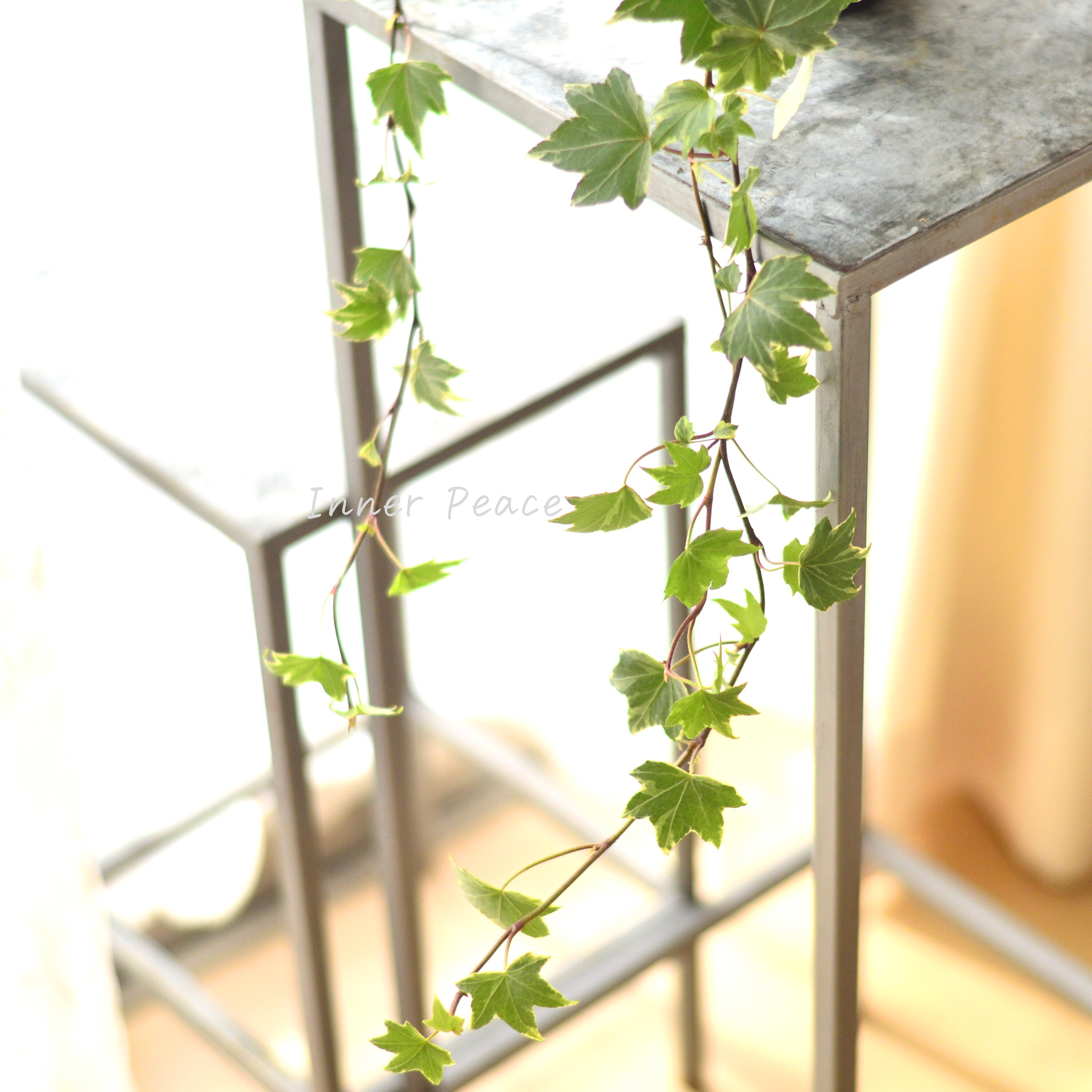 【寄せ植えに】 ヘデラ ヘリックス 『ホワイトリップル』 3寸POT