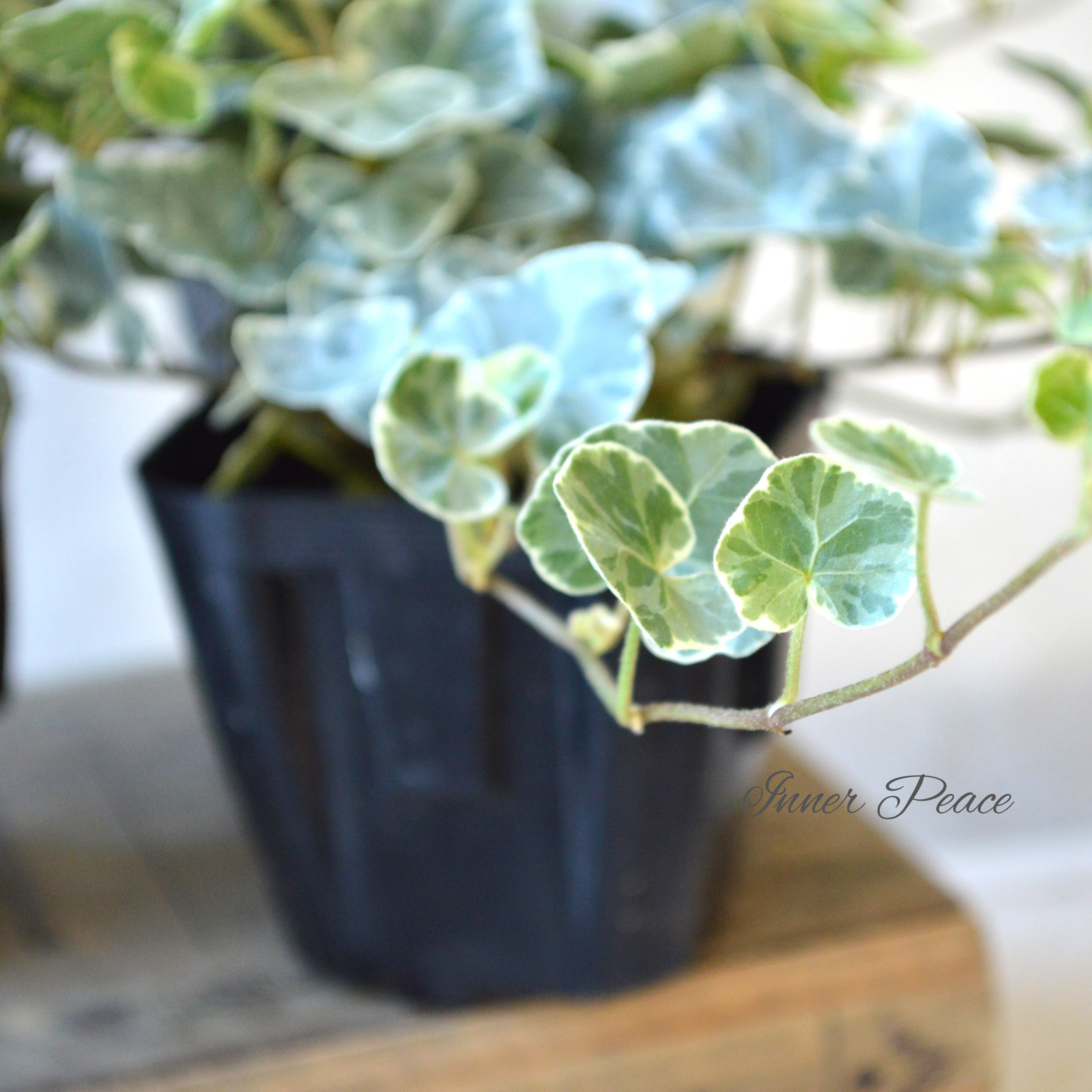 【希少】 ヘデラ 『シルバーチャーミー』 2.5~3寸POT