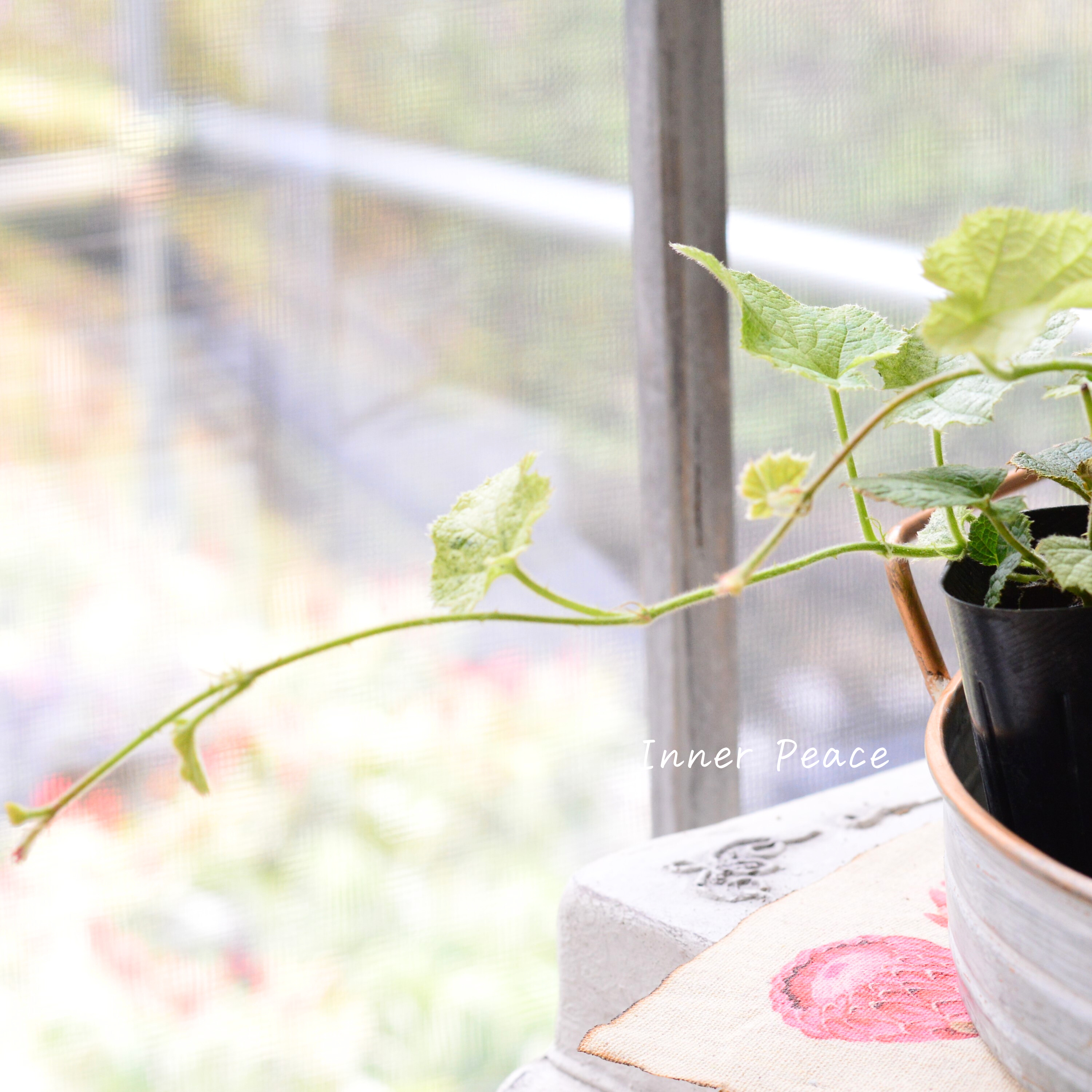 【オシャレ】 ルブス 『クラシックホワイト』 3寸POT