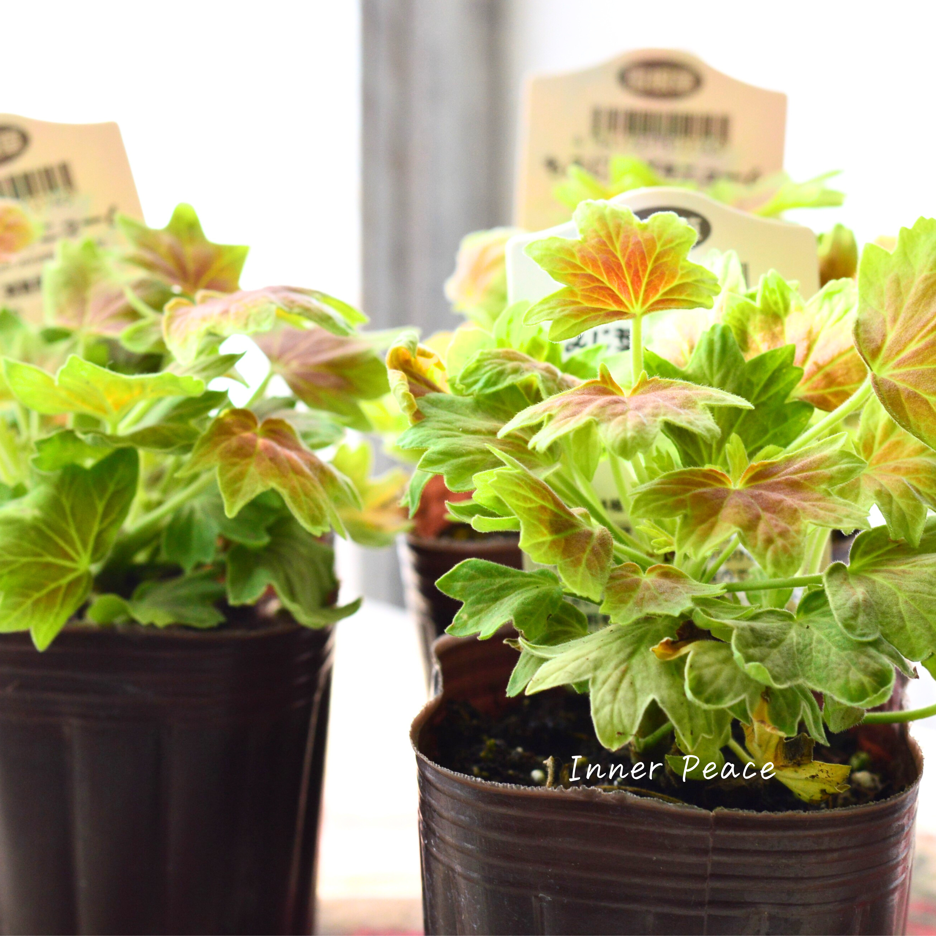 【秋色】 モミジ葉ゼラニウム 3寸POT