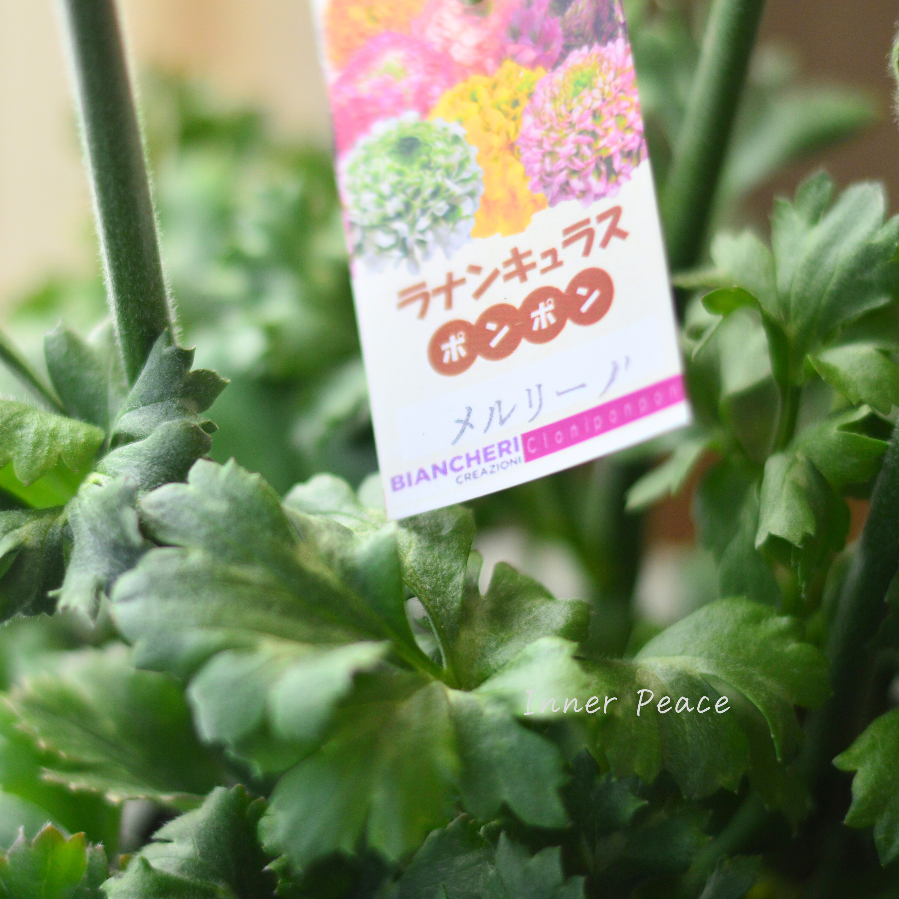 【希少】 ラナンキュラス・ポンポン 『メルリーノ』 5号鉢