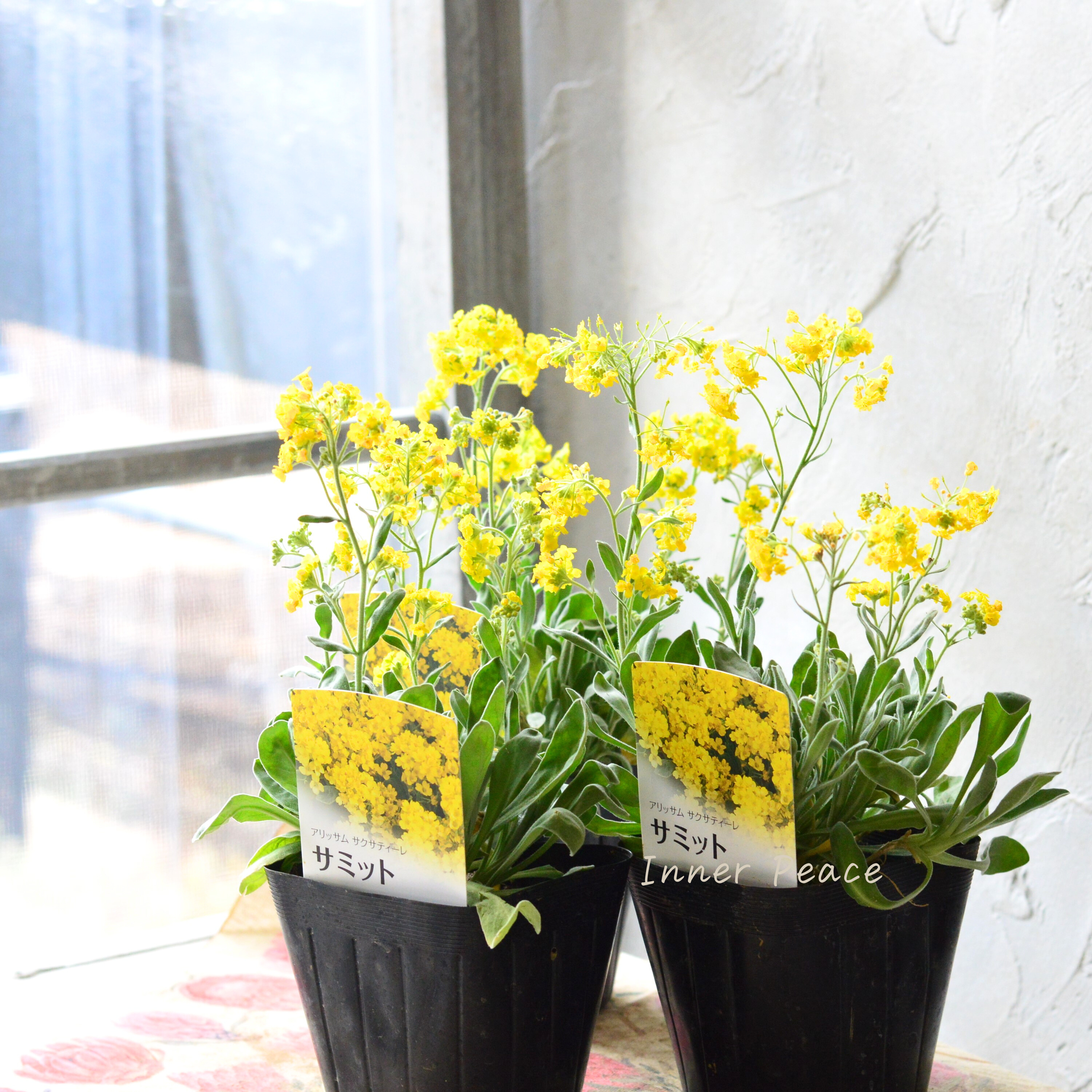 【宿根】 アリッサム サクサティーレ 『サミット』 3.5寸POT