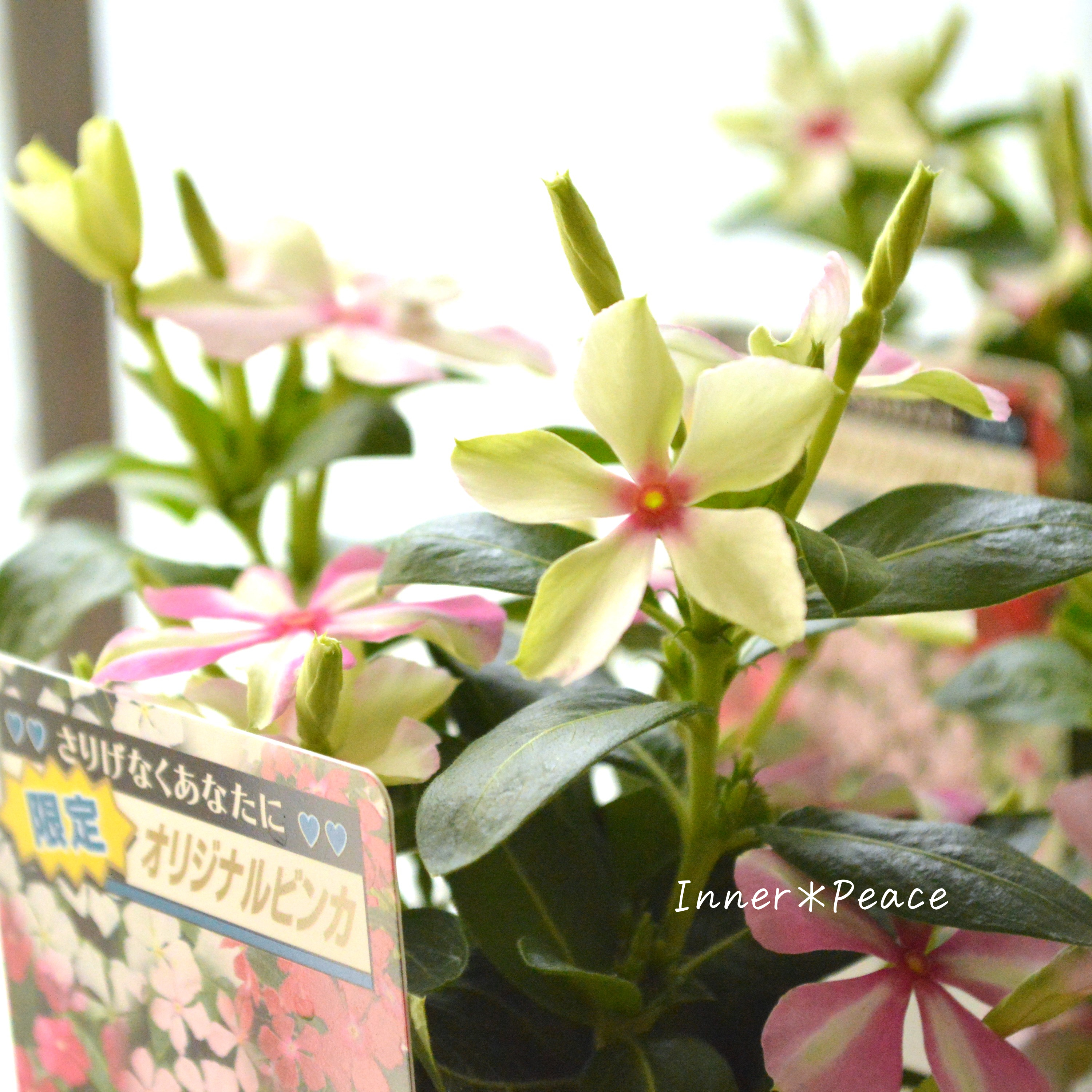 【北島園芸さん】 ニチニチソウ 『試作品・シャガール系』 3.5寸POT