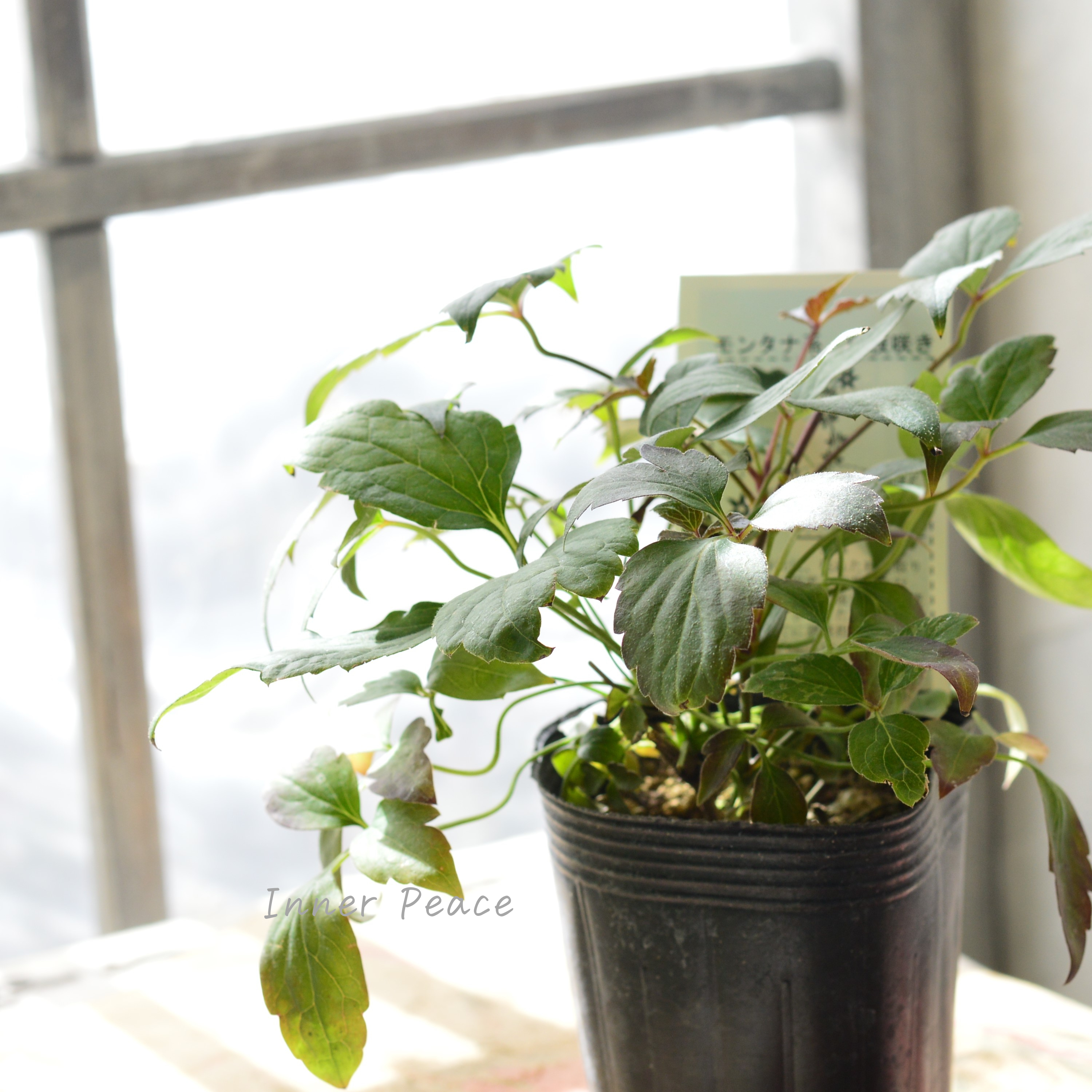 【及川フラグリーンさん】 クレマチス モンタナ系 『銅葉ルーベンス』 3寸POT