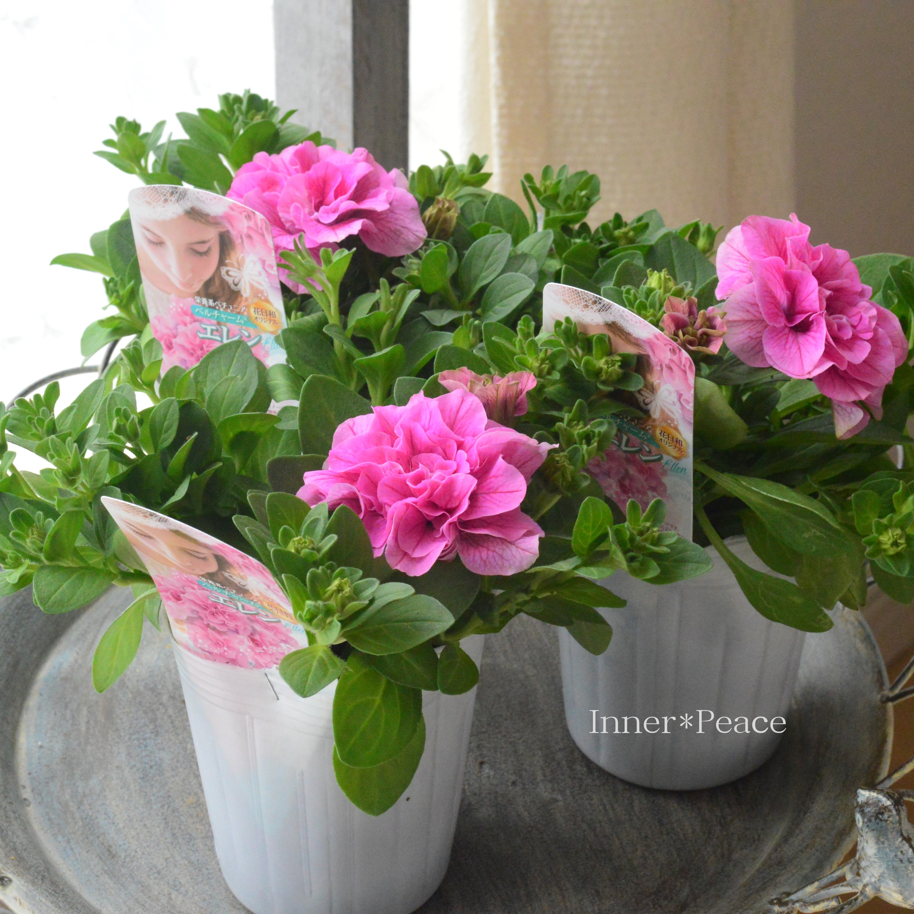 【花日和さんオリジナル】 栄養系ペチュニア 『ベルチャーム・エレン』 3寸ロング~3.5寸POT