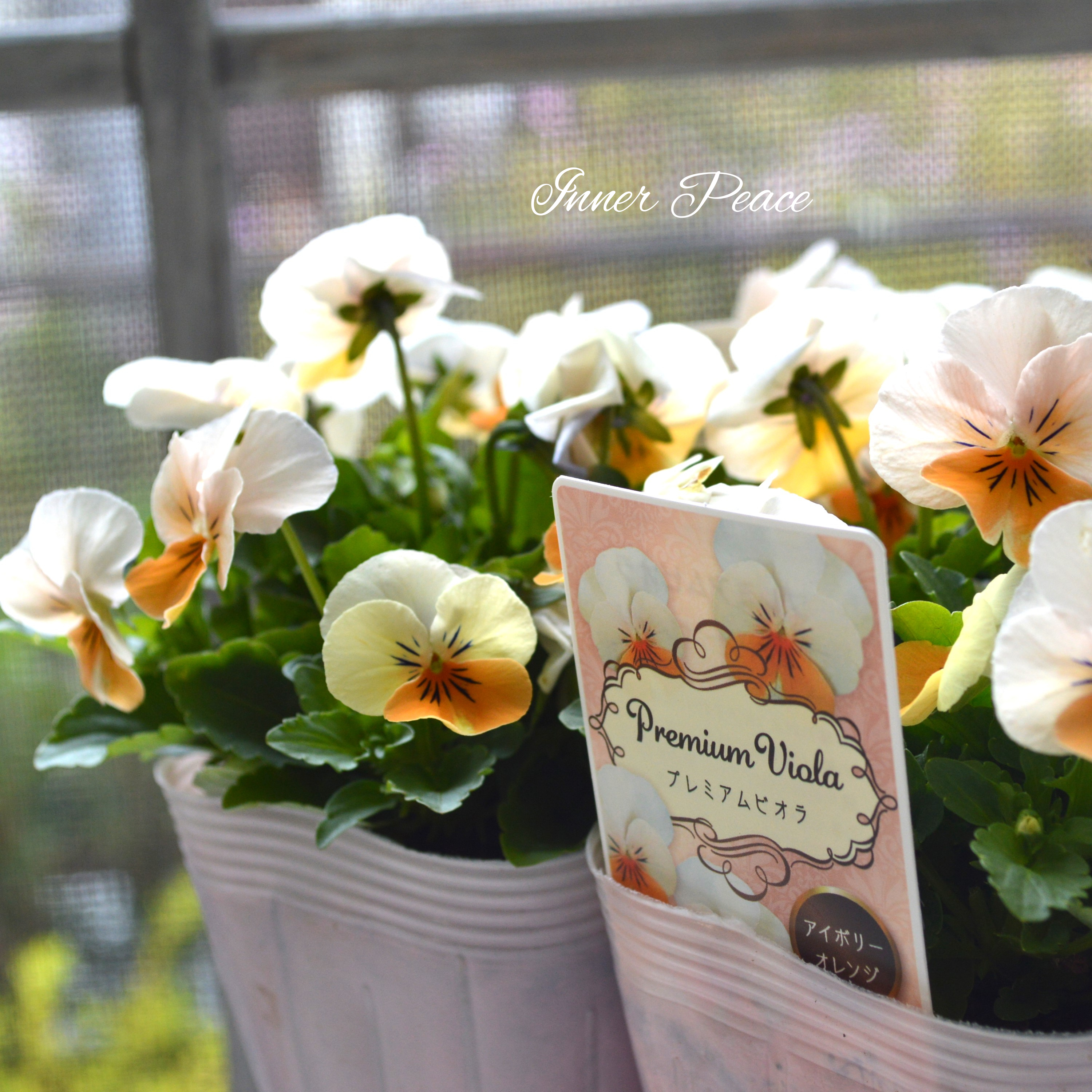 【かわいい】 ビオラ 『アイボリーオレンジ』 3.5寸POT