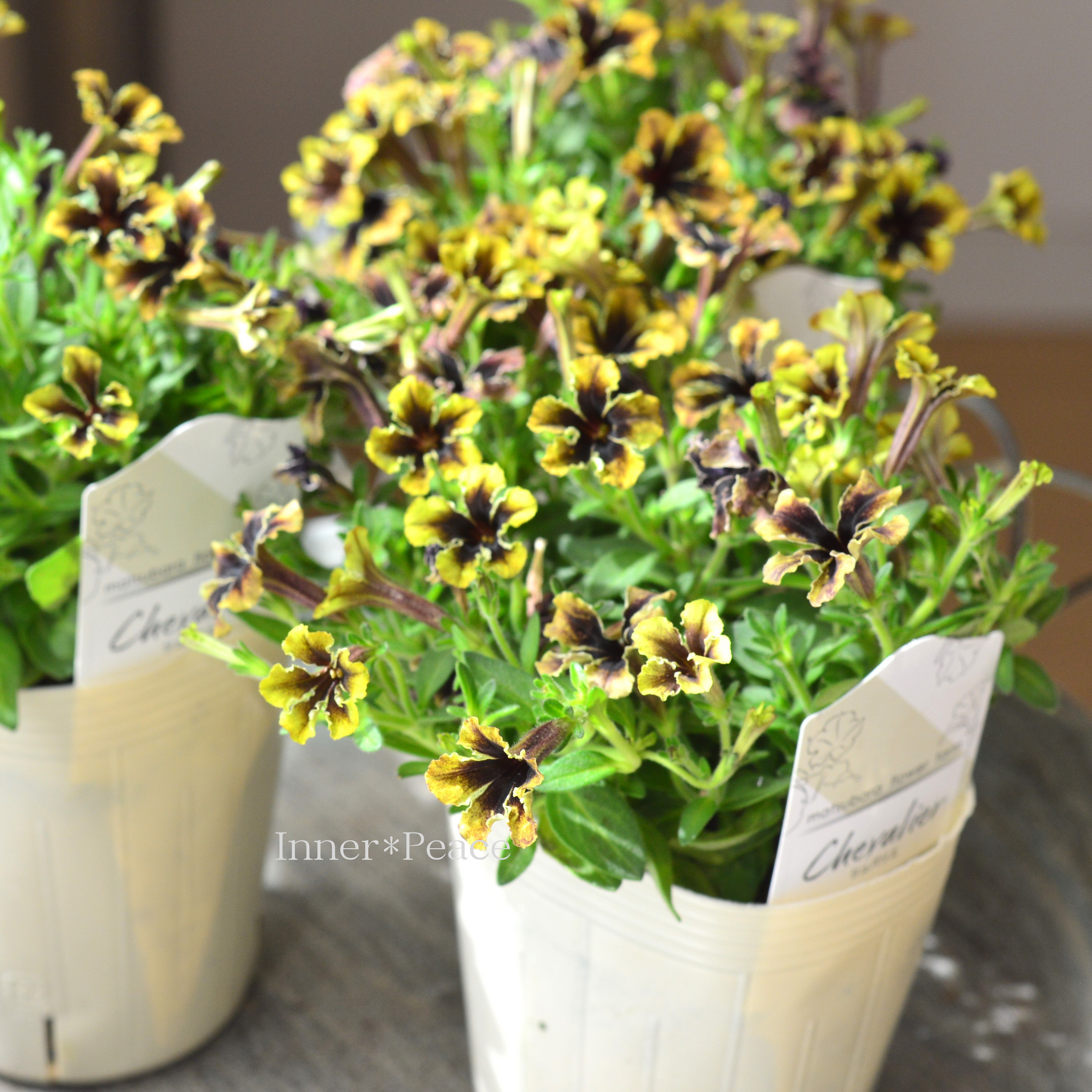 マツバラフラワーファームさん】 極小輪ペチュニア 『シュバリエ