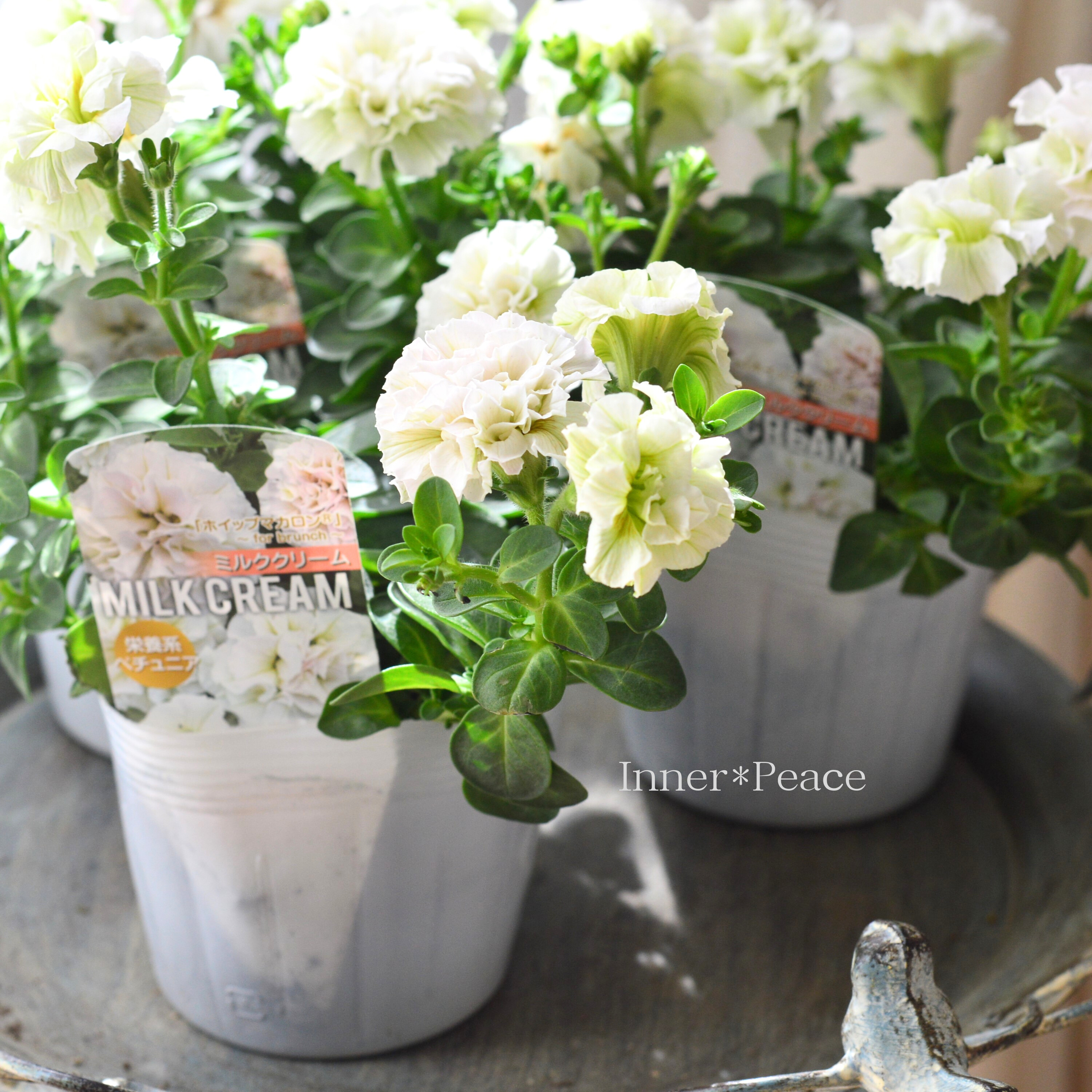 【花日和さんオリジナル】 ペチュニア 『ホイップマカロン・ミルククリーム』 3寸ロングPOT