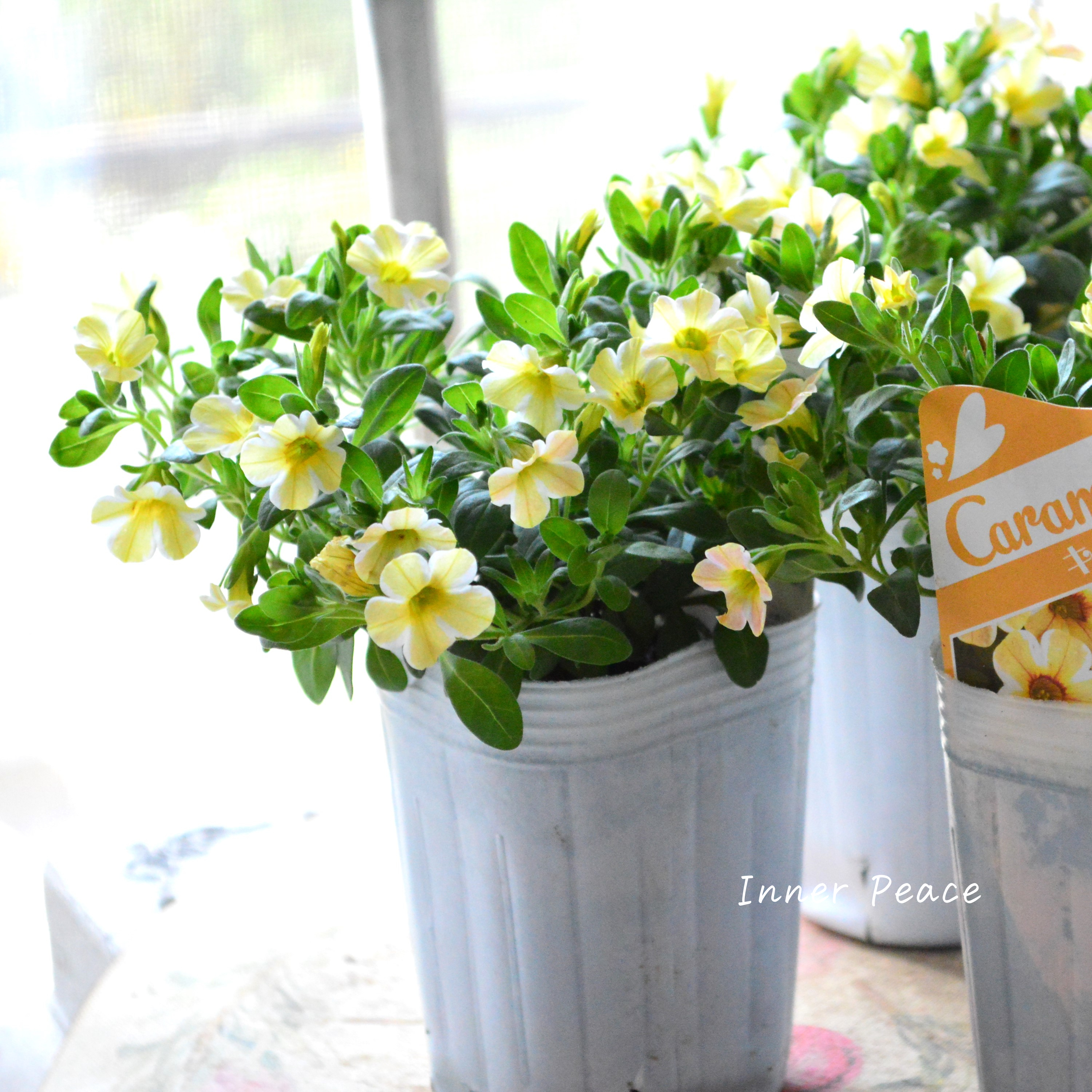 【暑さに強い】 カリブラコア 『キャラメル』 3寸ロングPOT