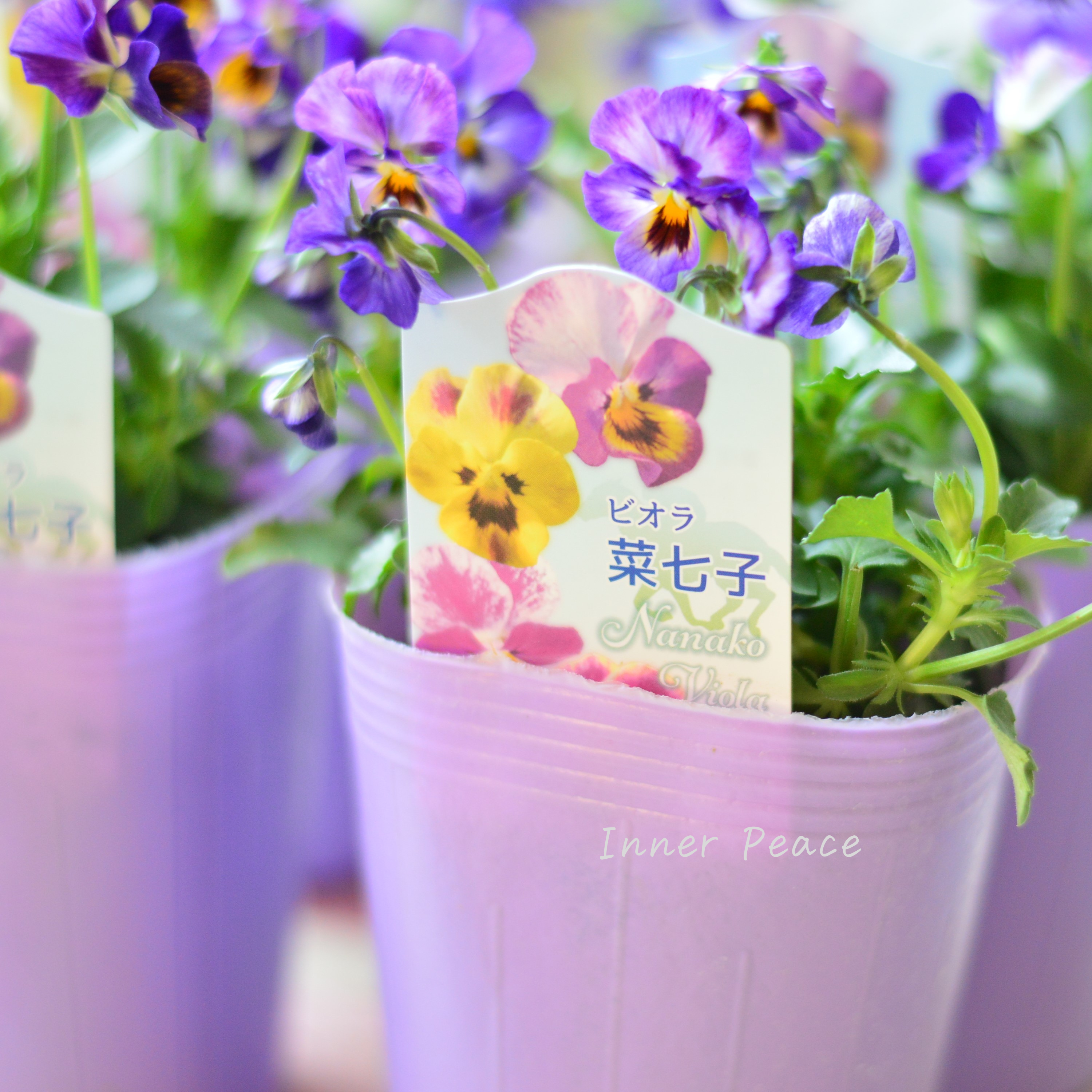 【花夢園芸さん】 ビオラ 『菜七子・Aタイプ』 3寸ロングPOT