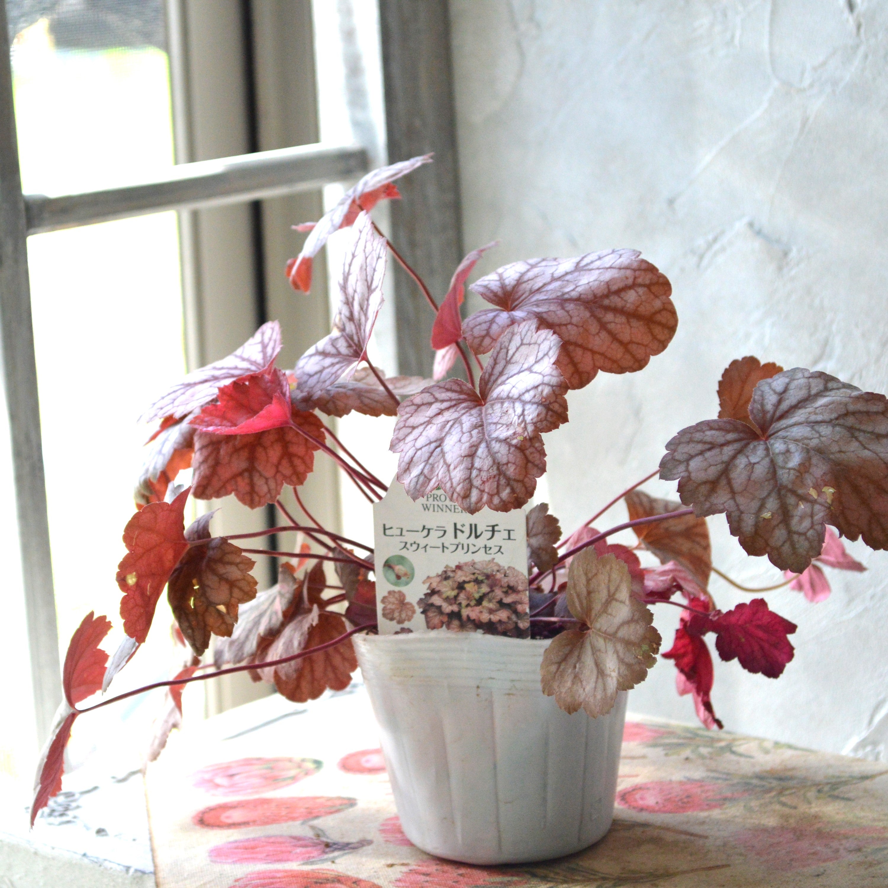 【PW】 ヒューケラ ドルチェ 『スウィートプリンセス』 3寸POT