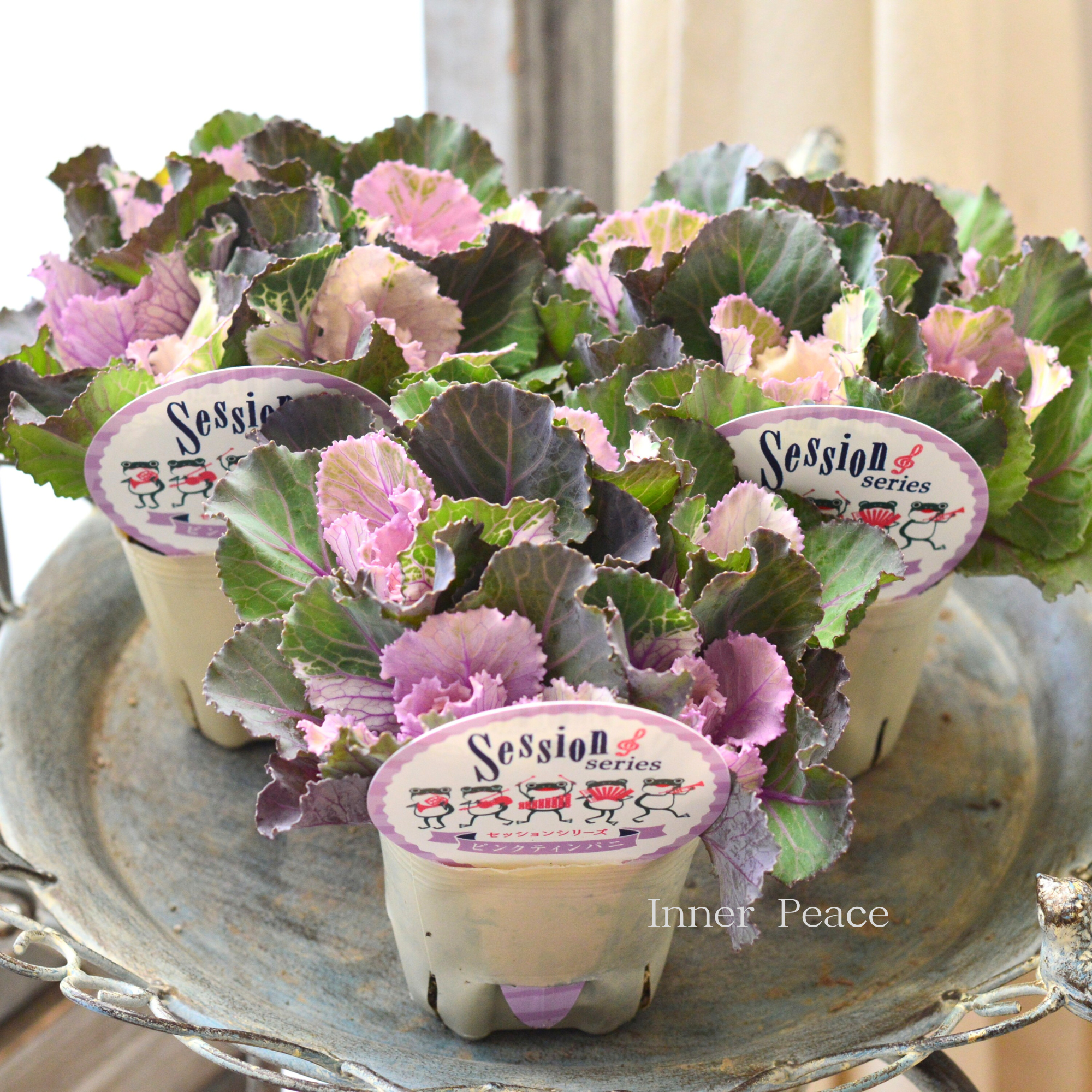 【5本植え】 葉牡丹 『セッション・ピンクティンパニ』 3寸POT