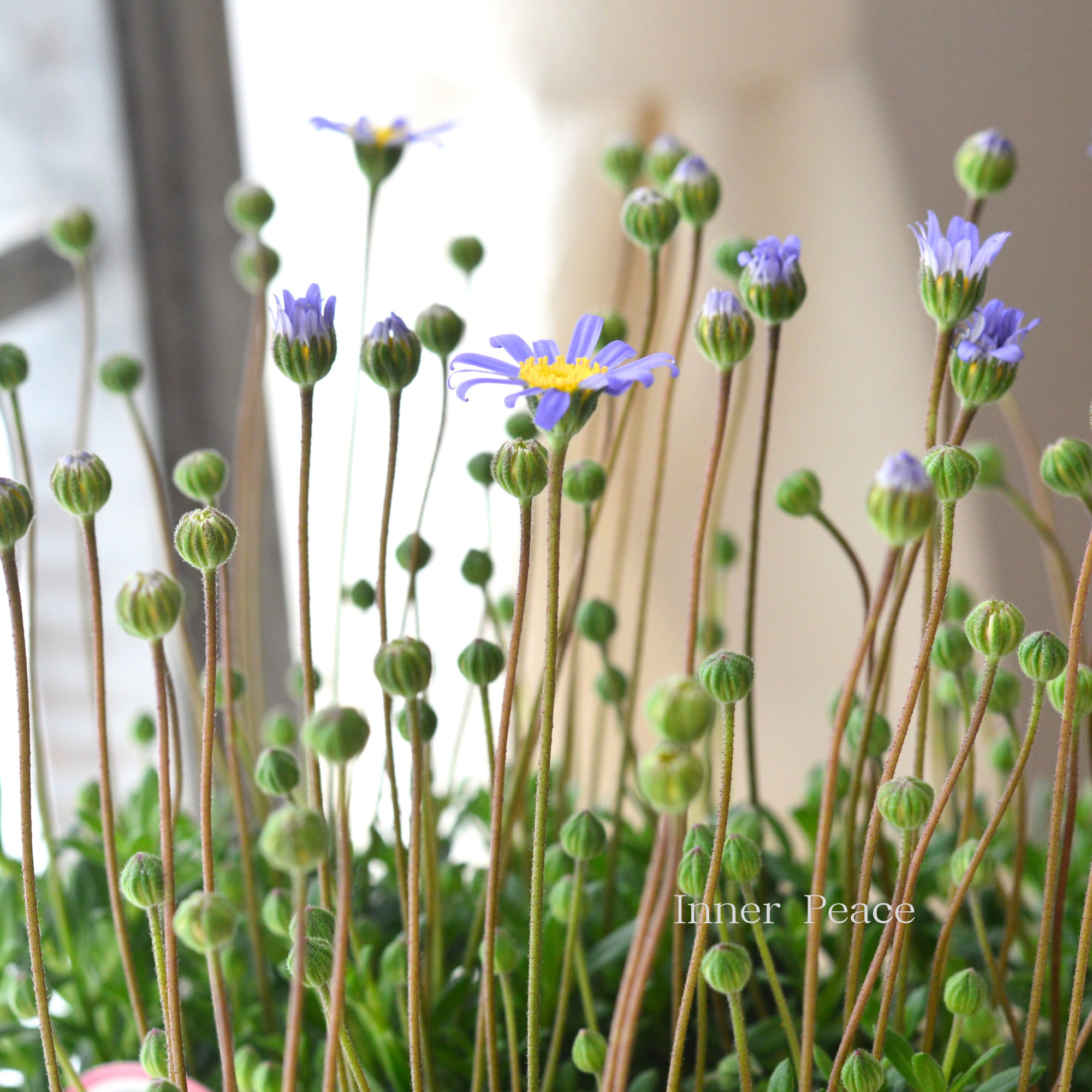 【人気】 フェリシア(ブルーデージー) 『ベリシア』 3.5寸POT