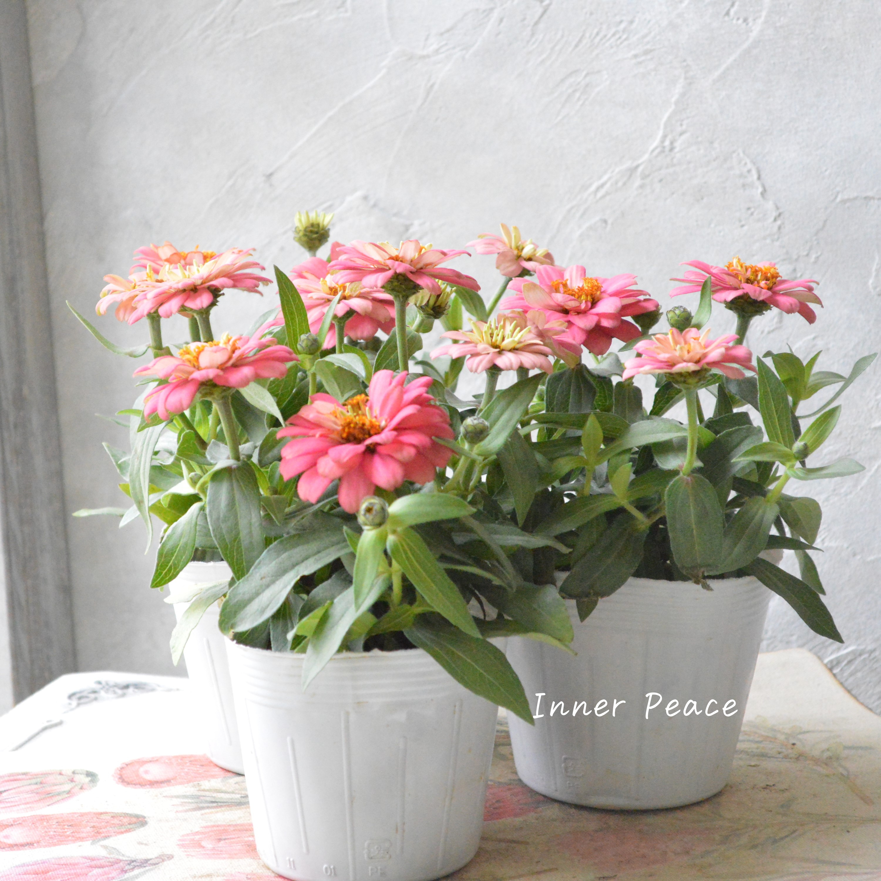 【八重咲き】ジニア・ダブルザハラ『サーモン』 3.5寸POT