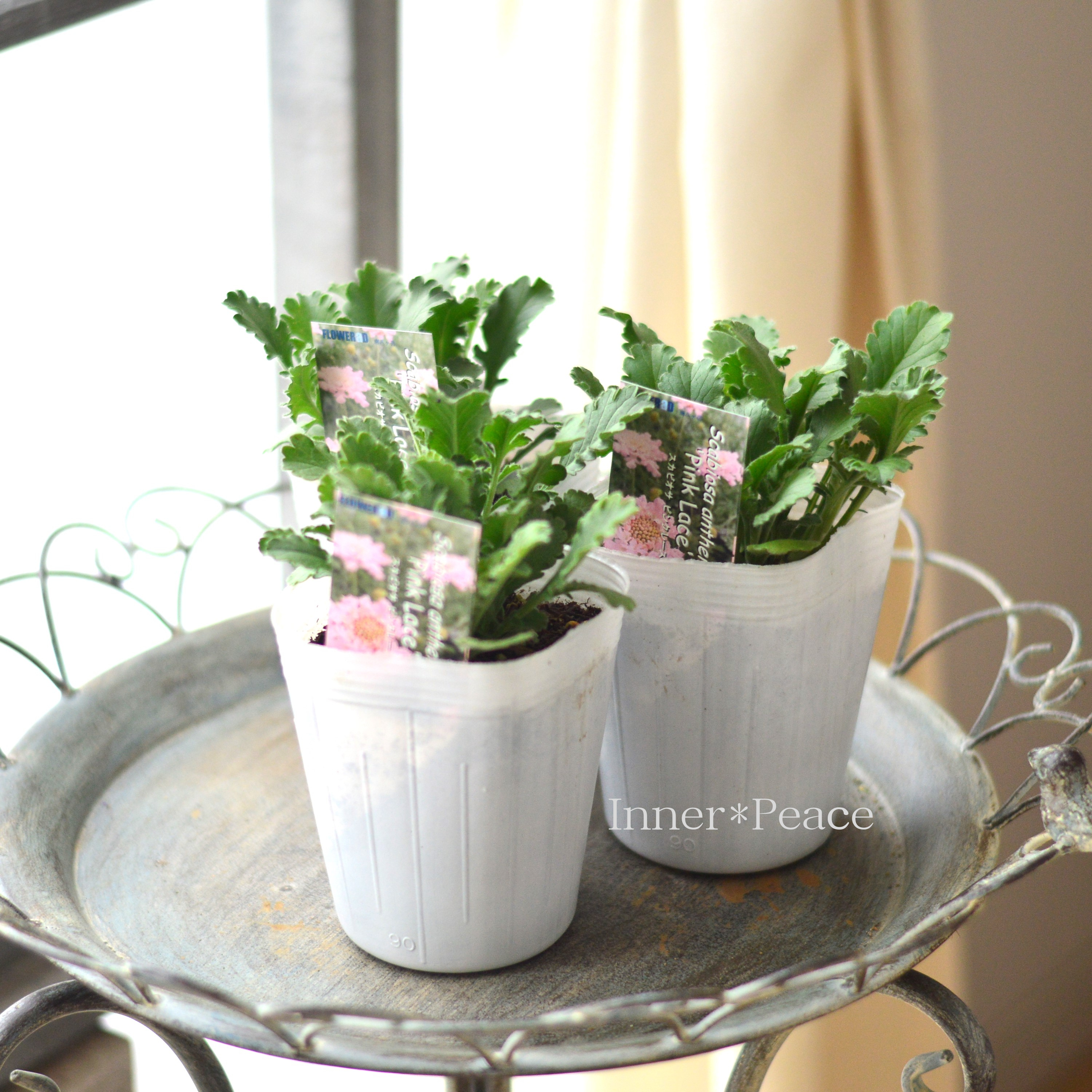 【希少】 スカビオサ 『ピンクレース』 植え込み用 3寸ロングPOT