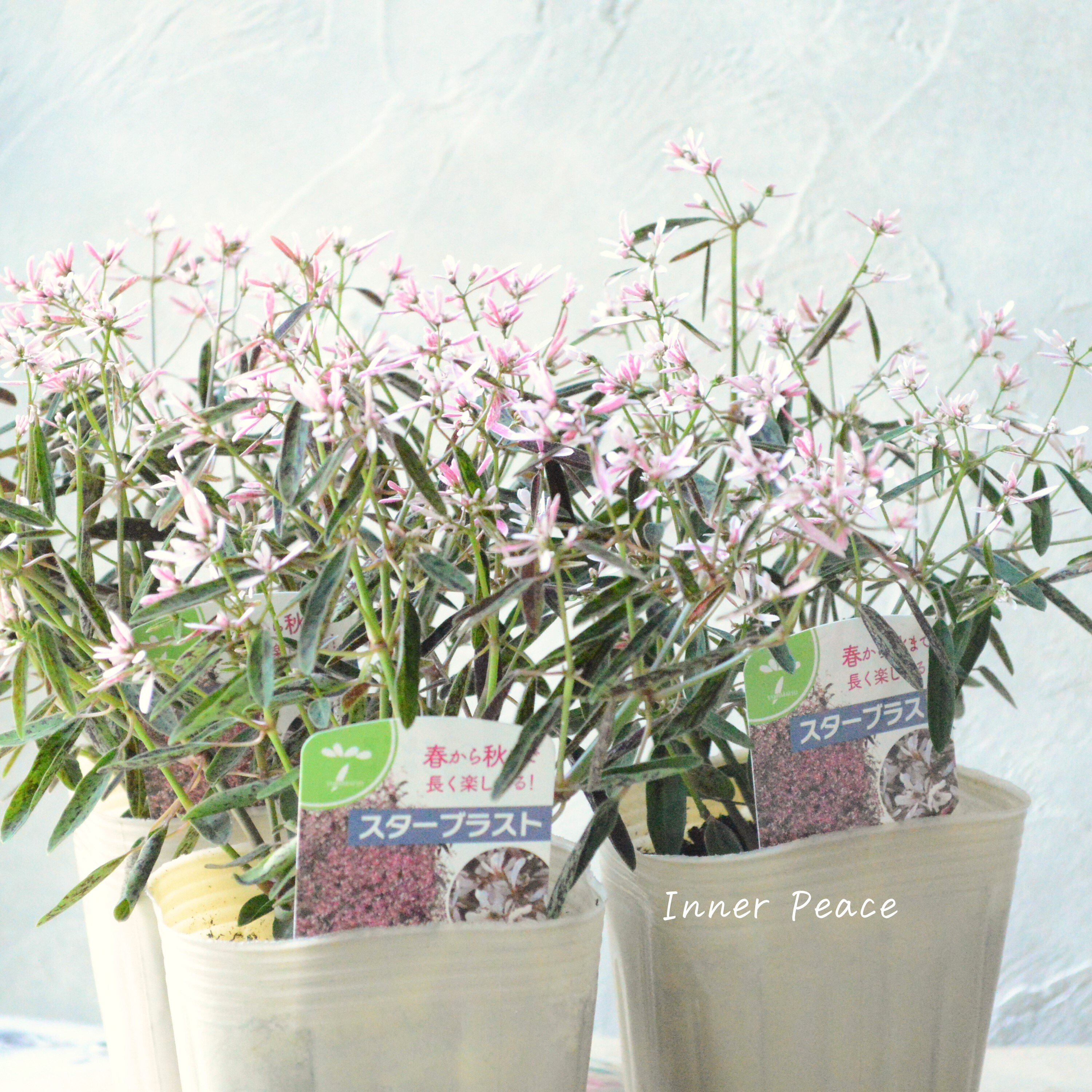 【暑さに強い】 ユーフォルビア 『スターブラスト』 3.5寸POT