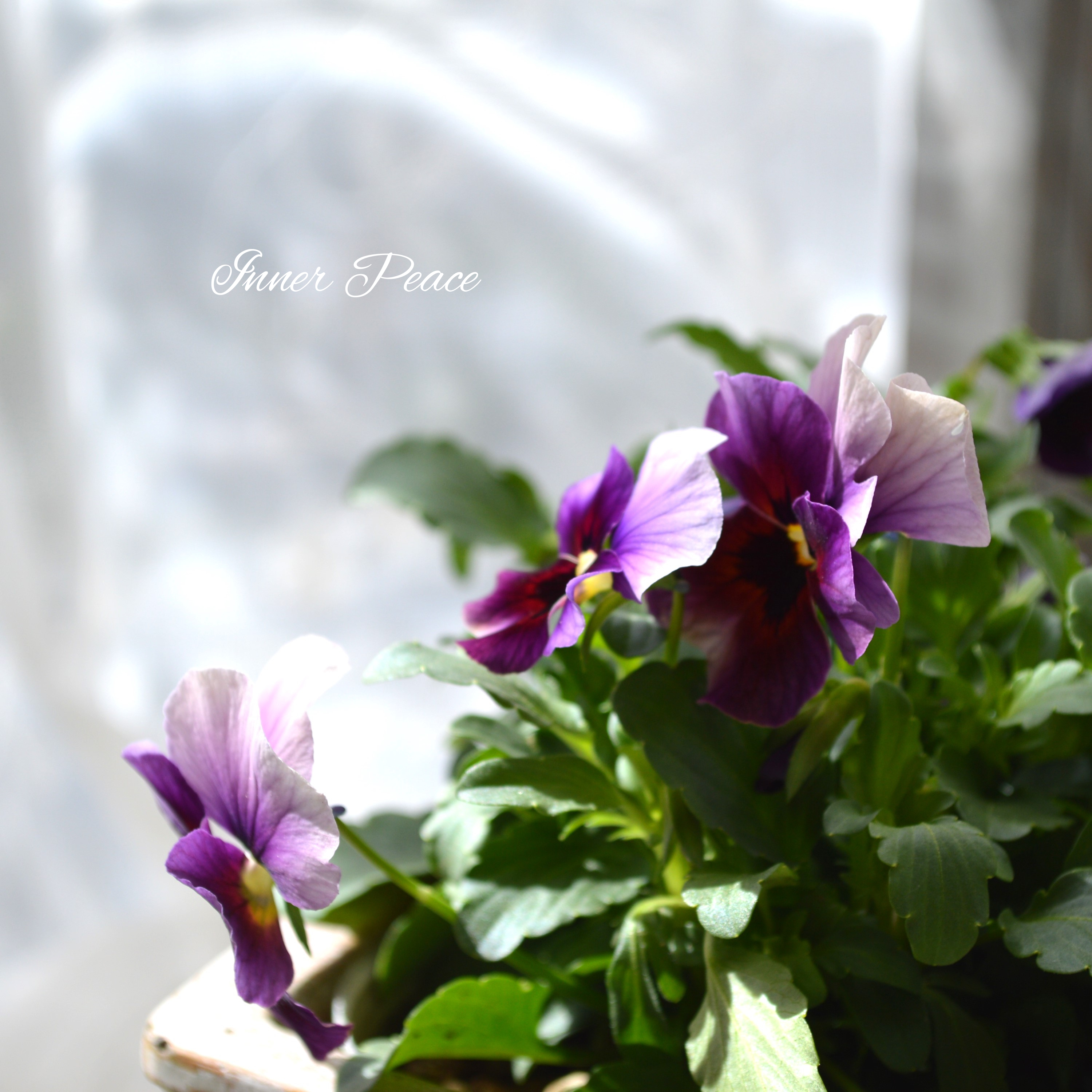 【美しい】 ビオラ 『ぶどうももか』 3.5寸POT