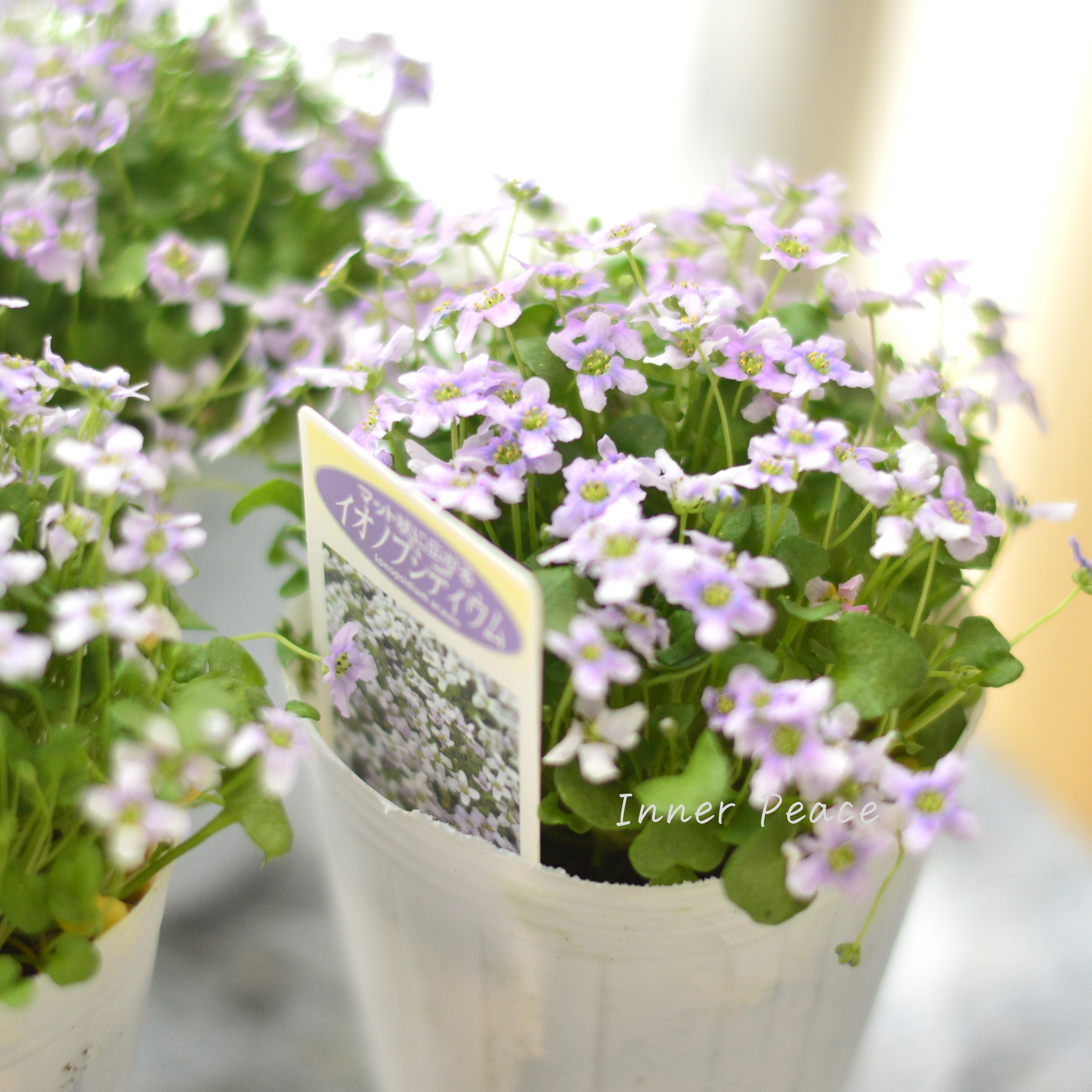 【かわいい】 イオノプシディウム 2.5寸POT