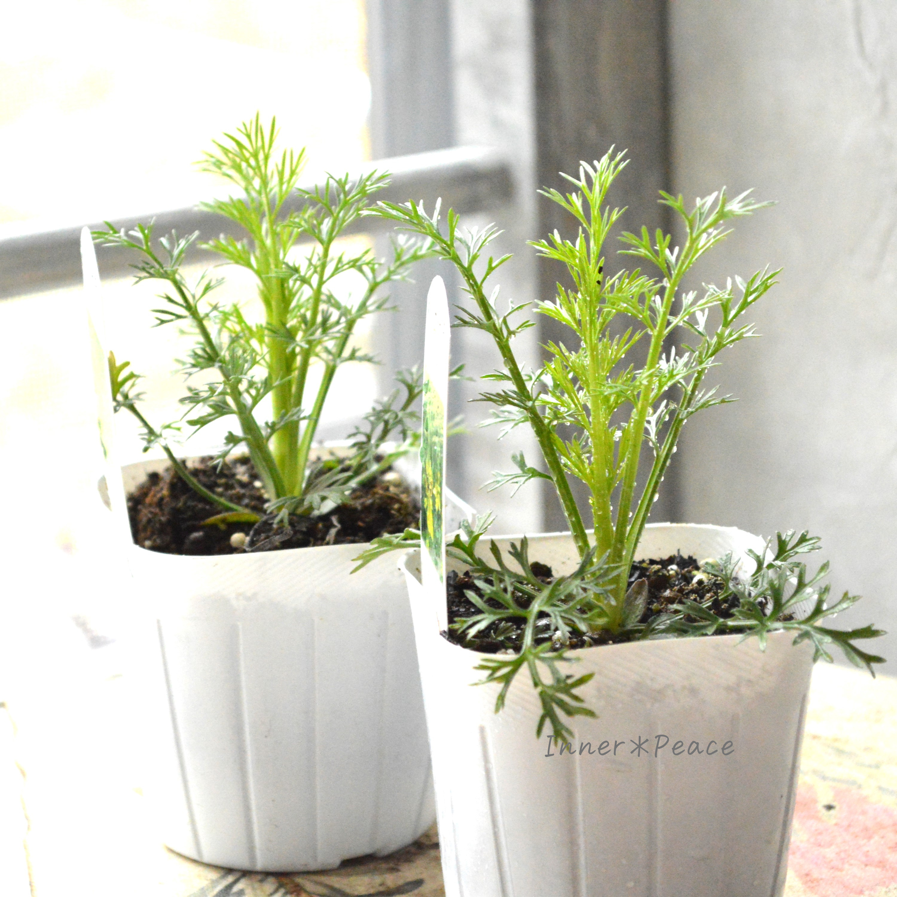 【オシャレ】 ニゲラ 『トランスフォーマー』植え込み用 3寸POT