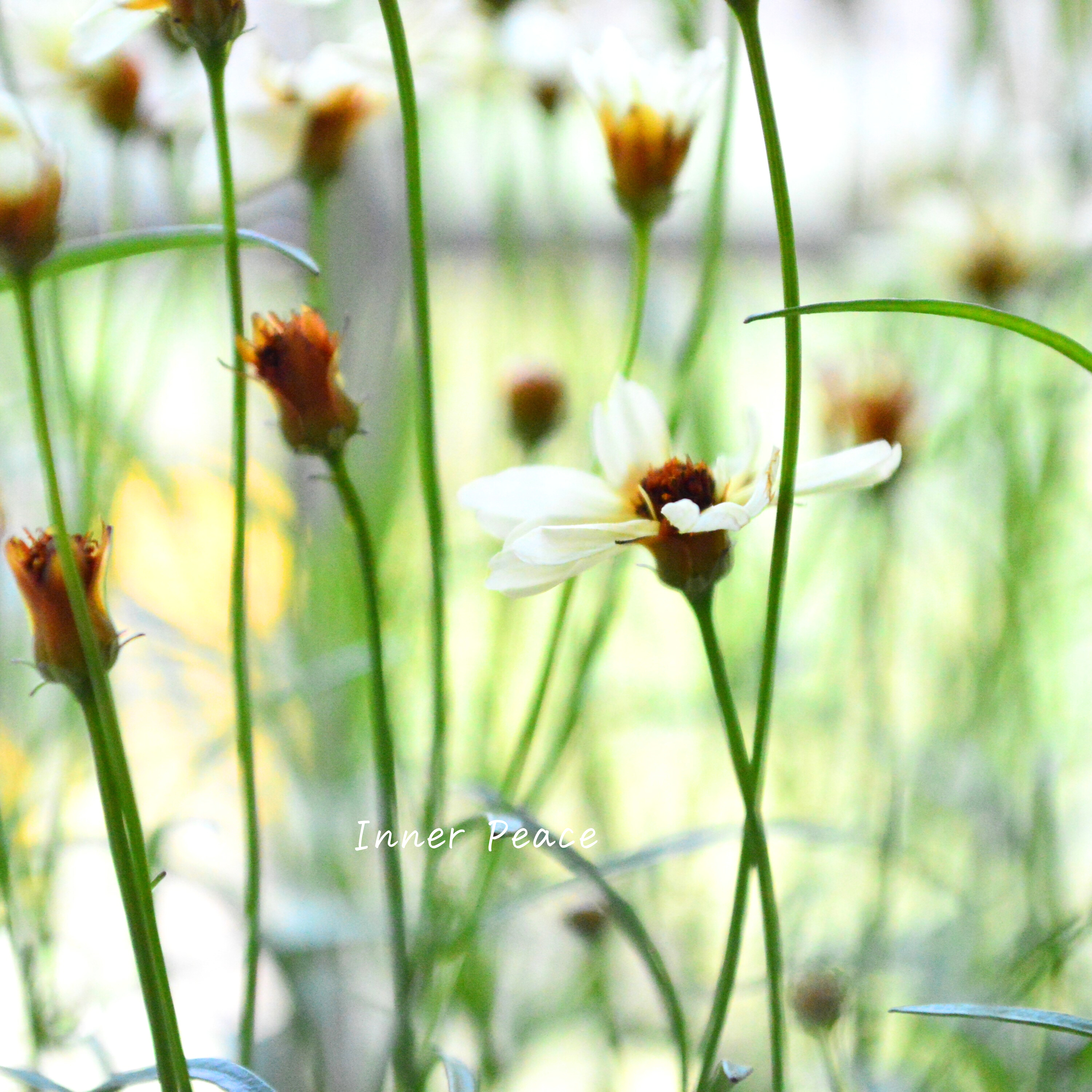 【アンティーク色】コレオプシス『ウリドリーム・ホワイトナイト』 3寸POT