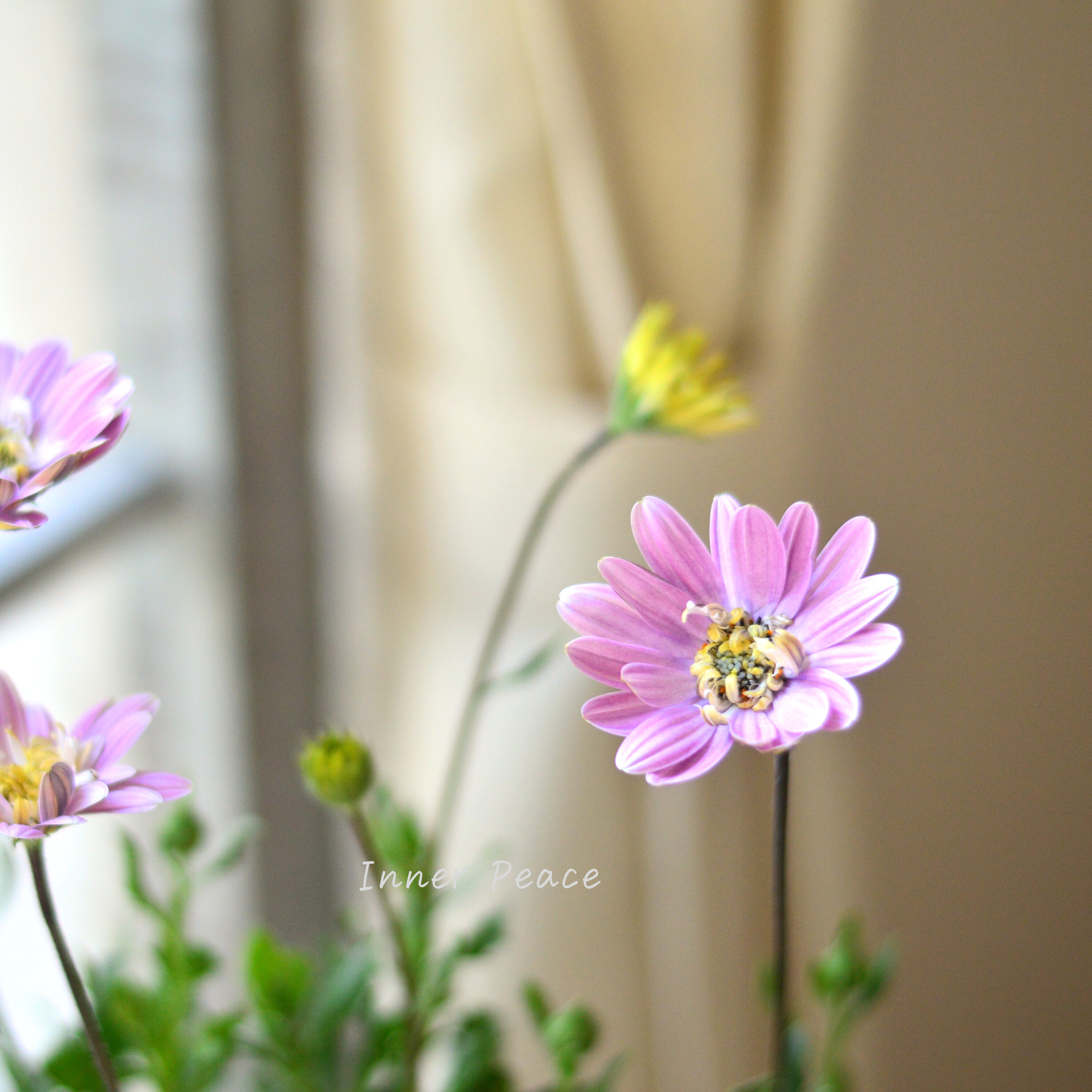 【かわいい】 オステオスペルマム 『ラブポーション』 3.5寸POT