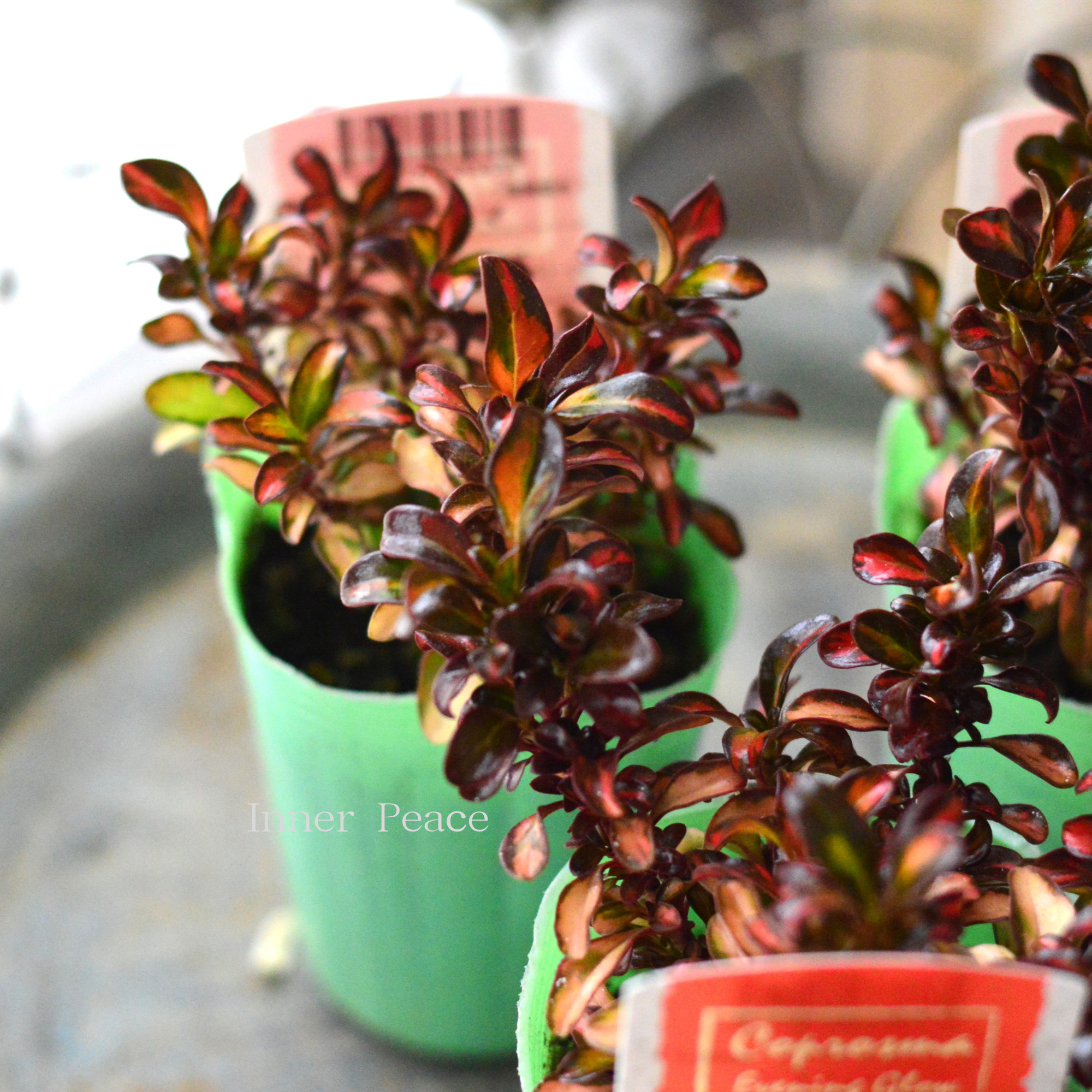 【寄せ植えに】 コプロスマ 『イブニンググロー』 2.5寸POT